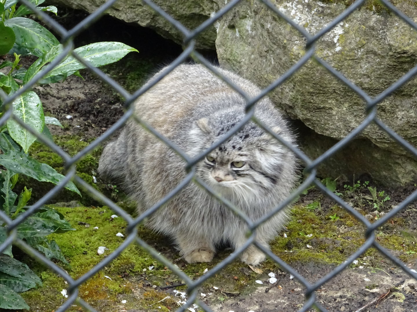 Pallas Cat
