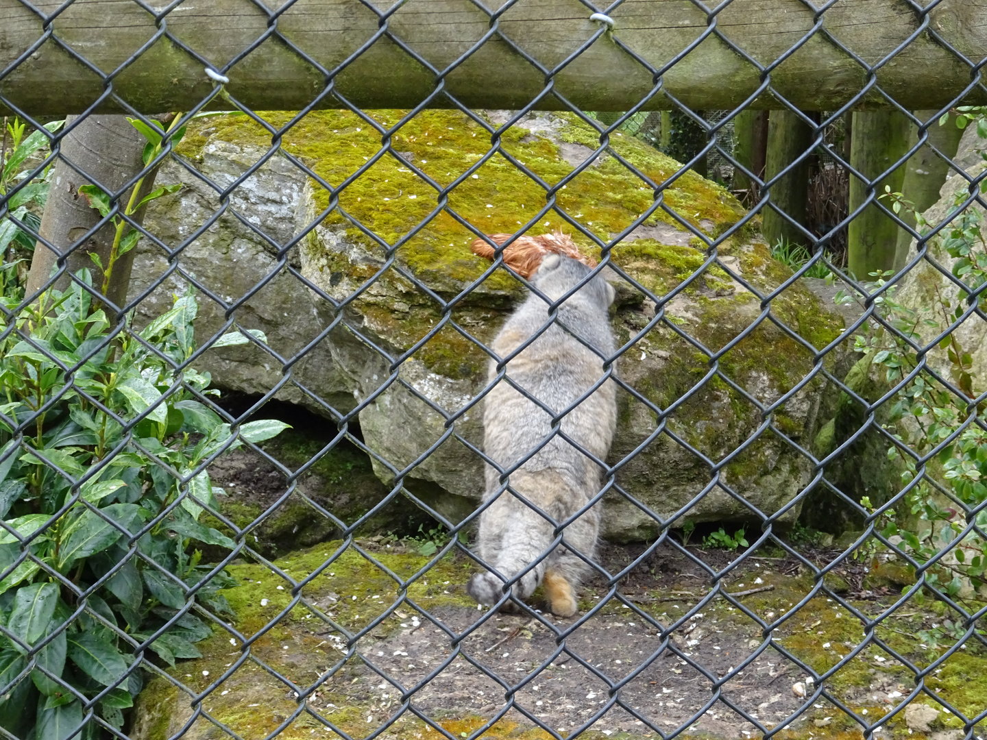 Pallas Cat