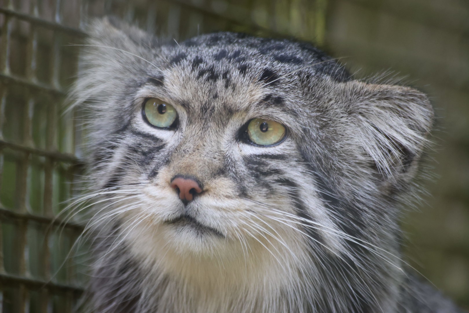 Pallas Cat