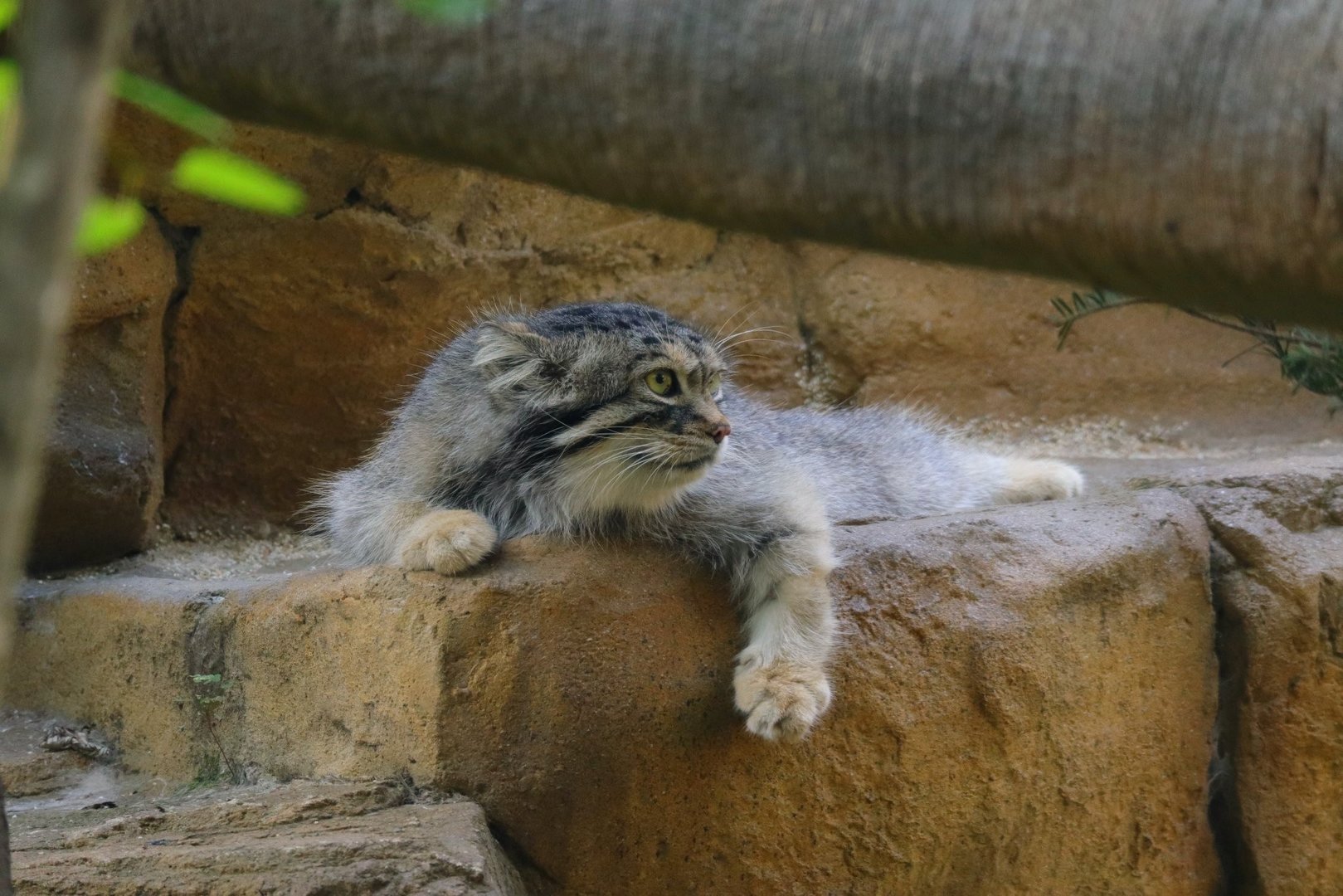 Pallas Cat