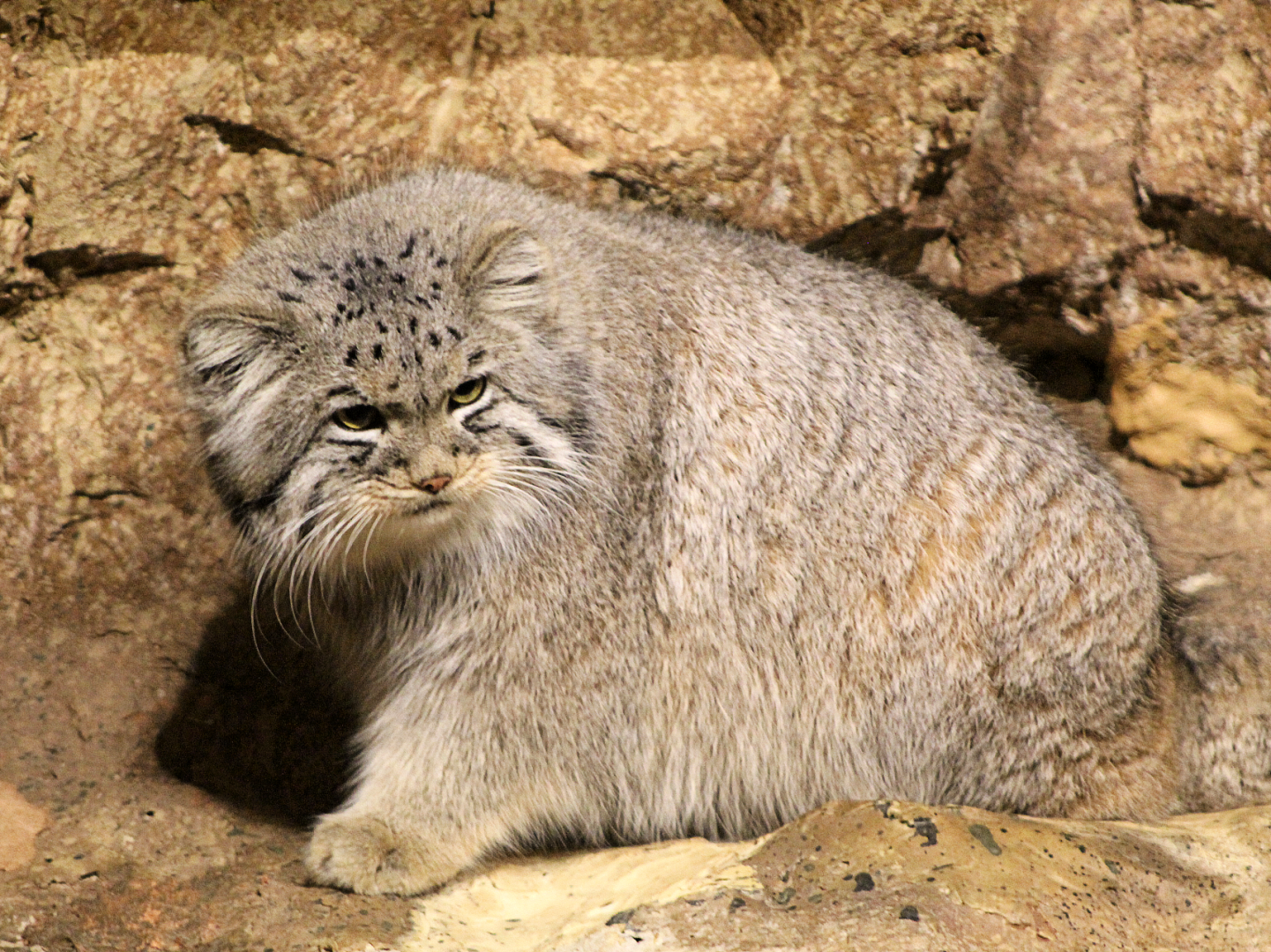 Pallas' Cat