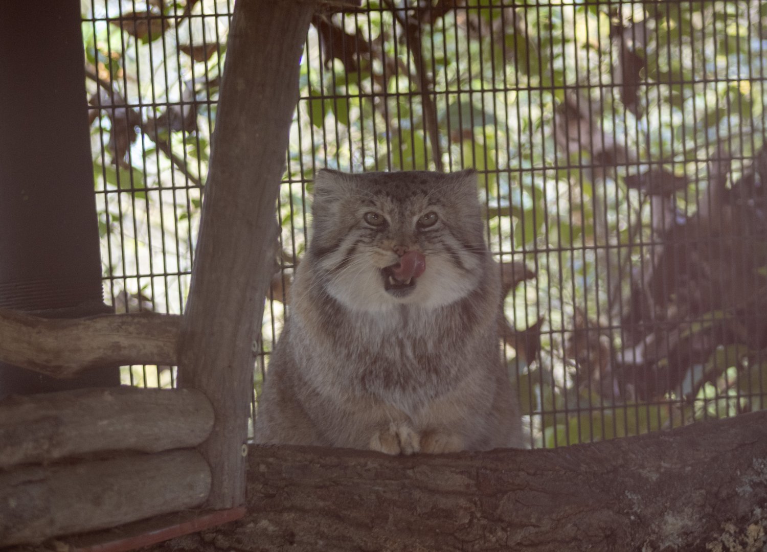 Pallas Cat