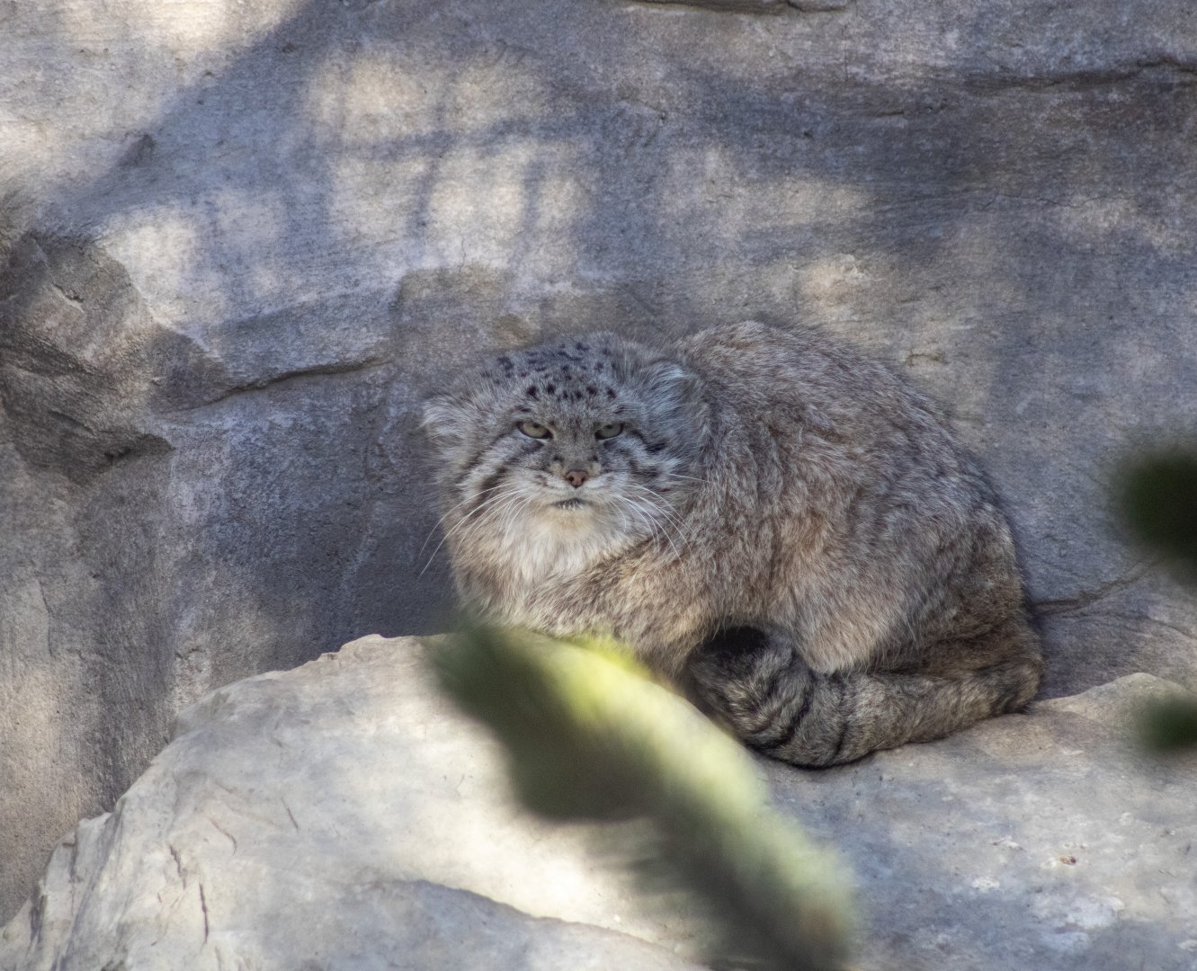 Pallas Cat