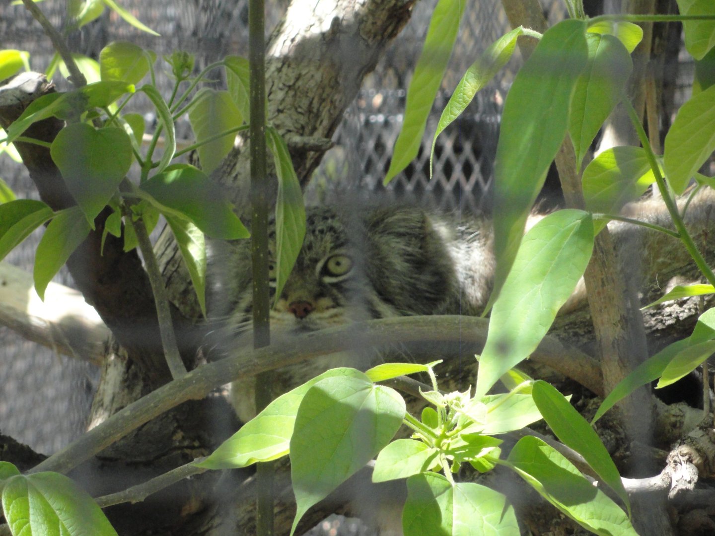 Pallas Cat