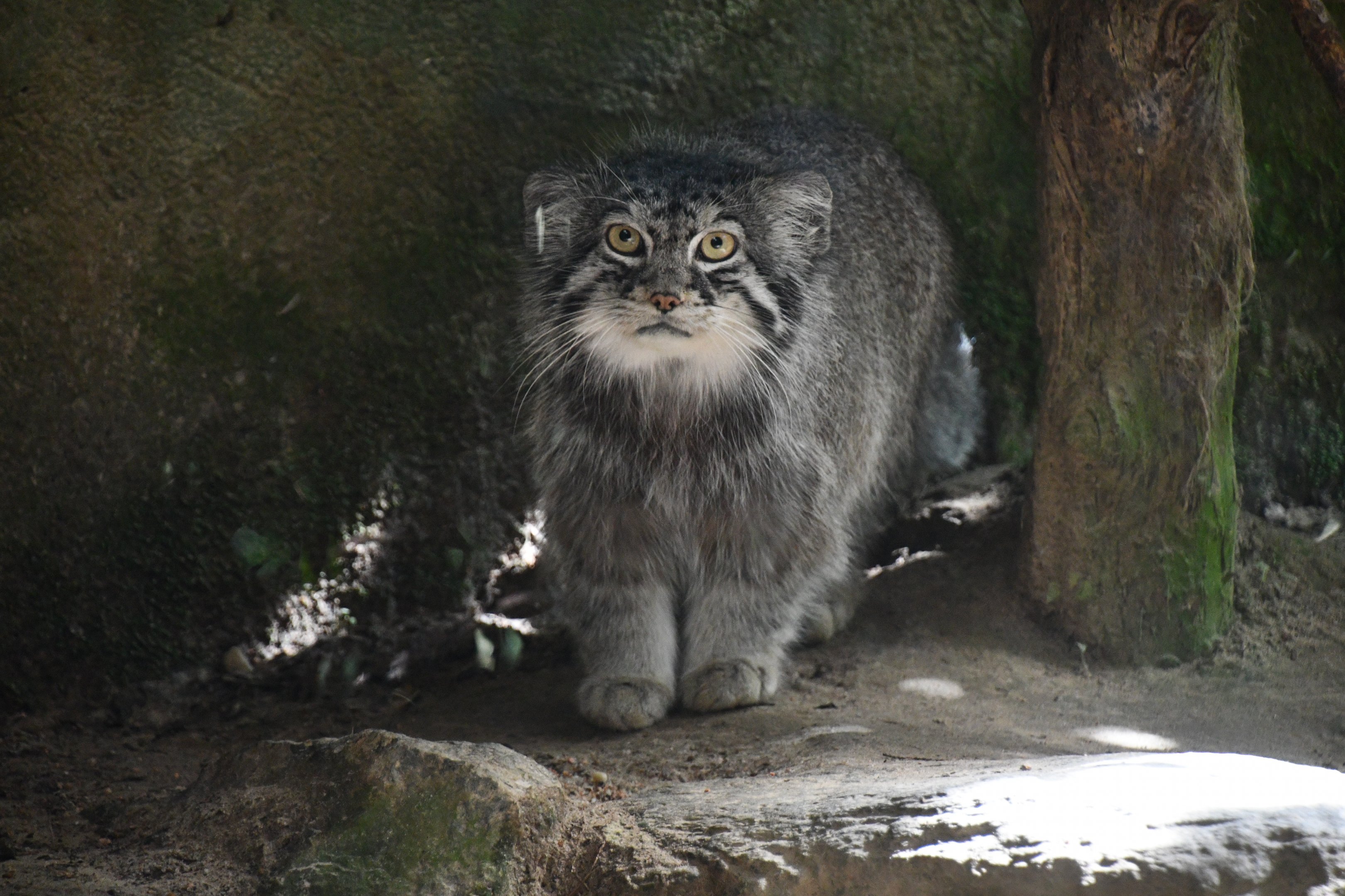 Pallas' Cat
