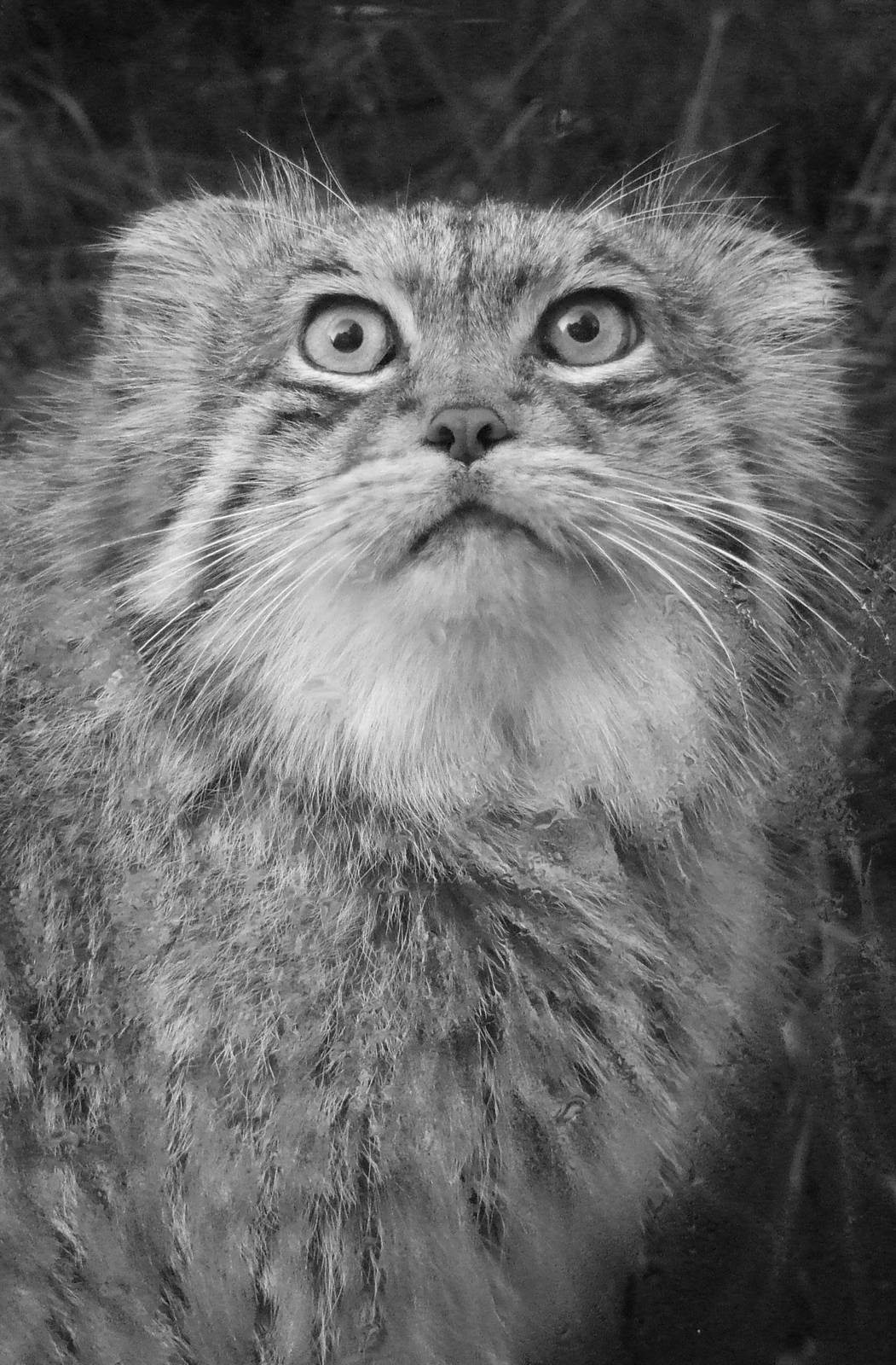 Pallas Cat