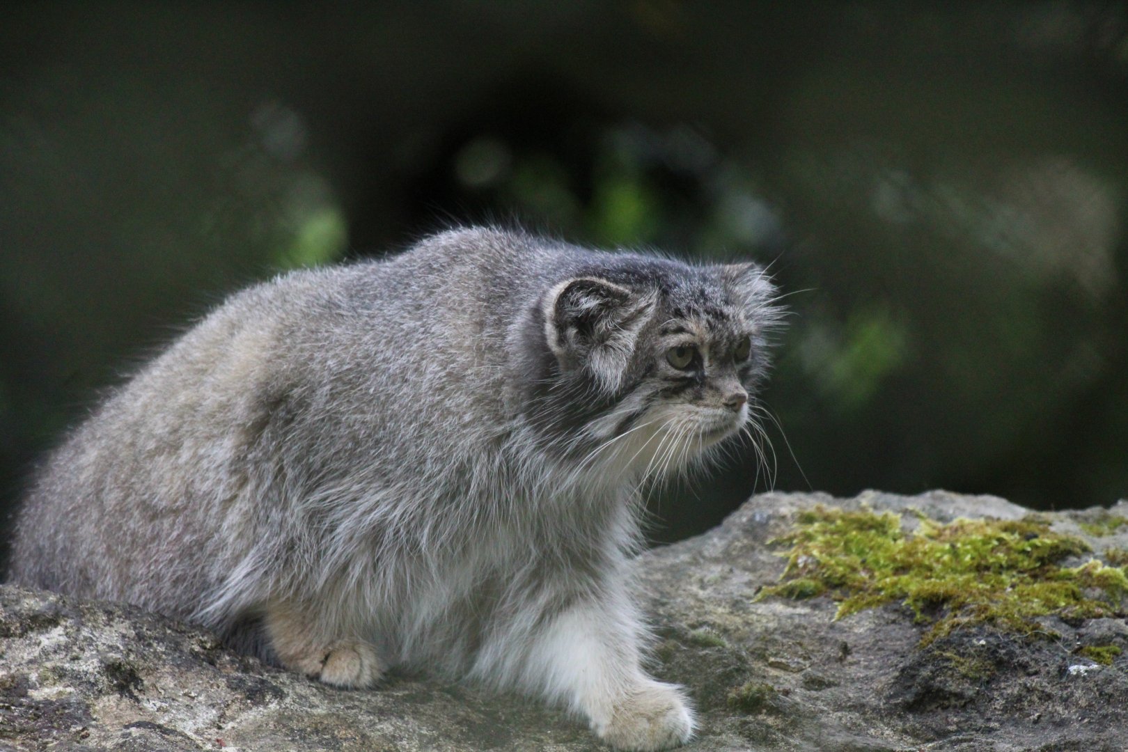 Pallas Cat