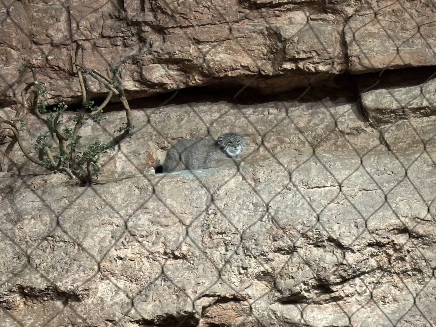 Pallas Cat