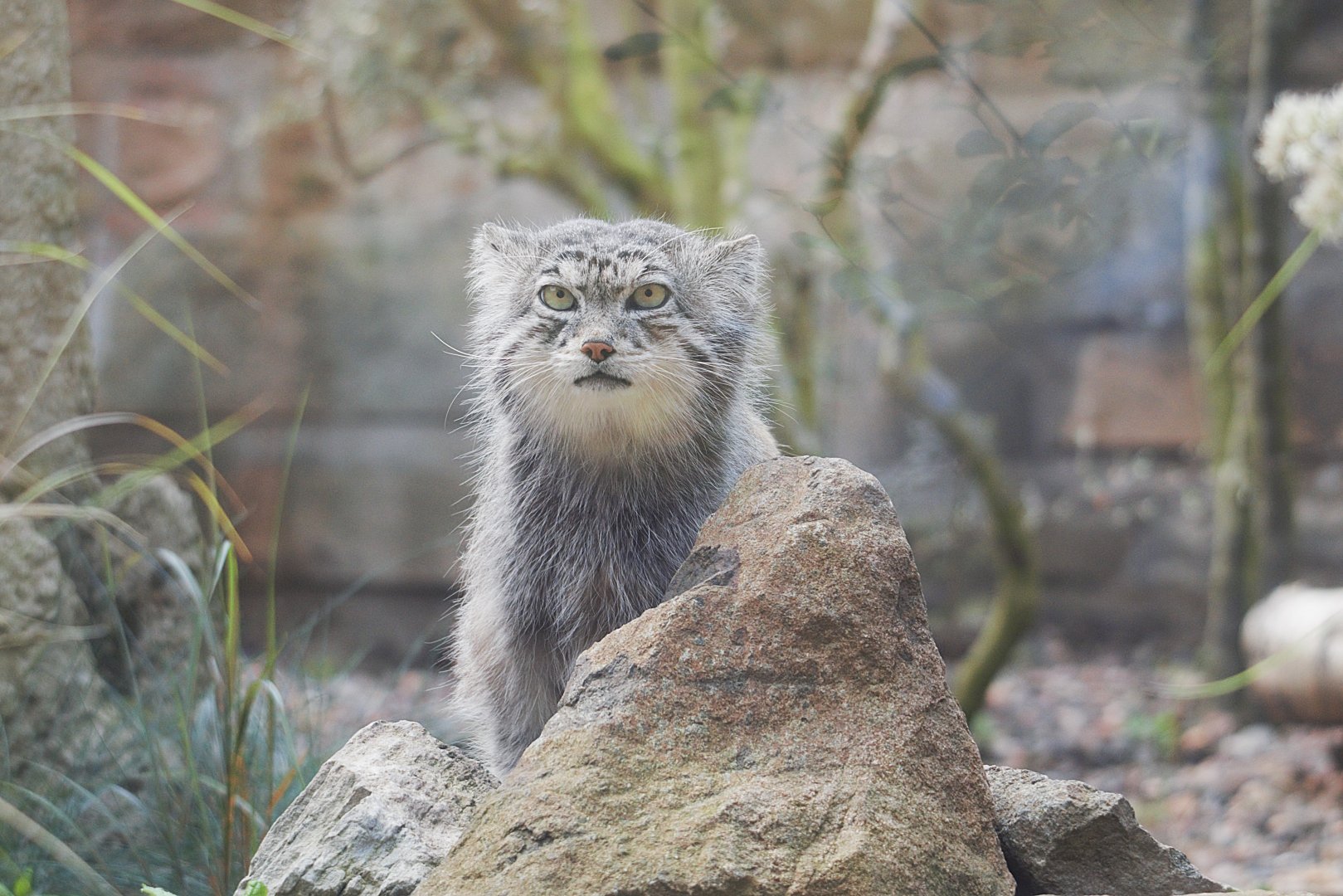 Pallas Cat