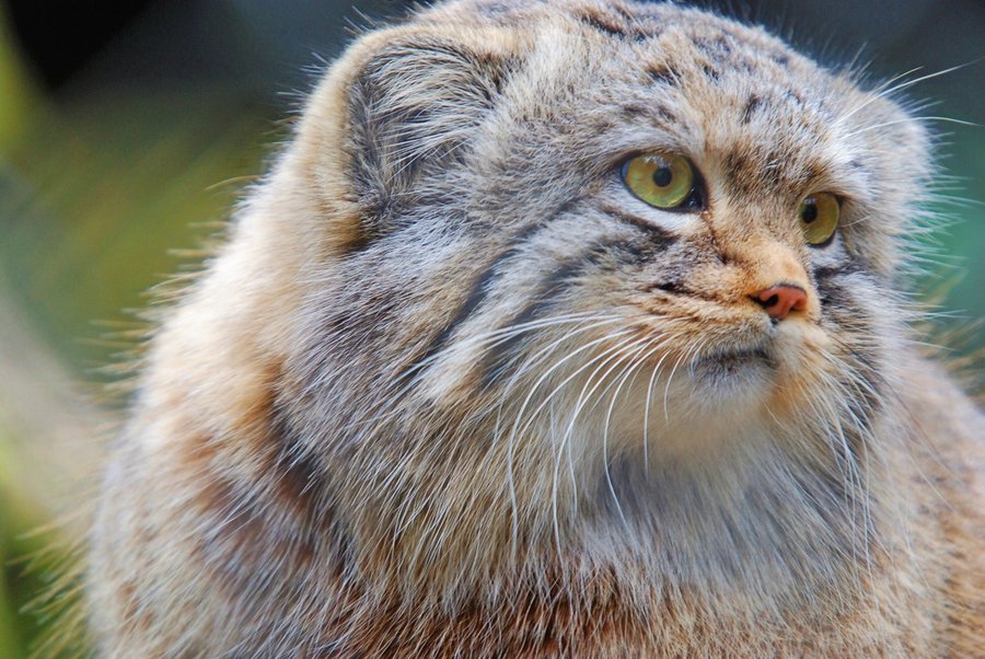 Pallas Cat