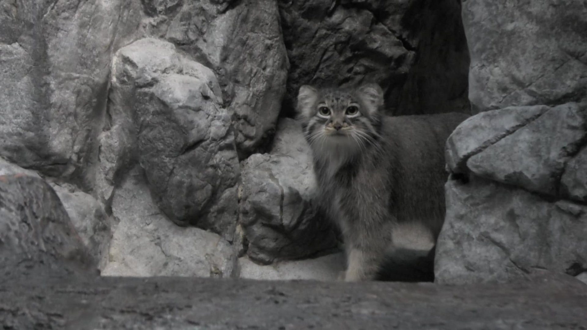 Pallas cat