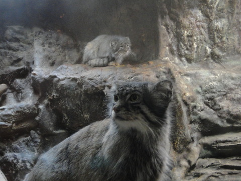 Pallas Cats in Ueno zoo