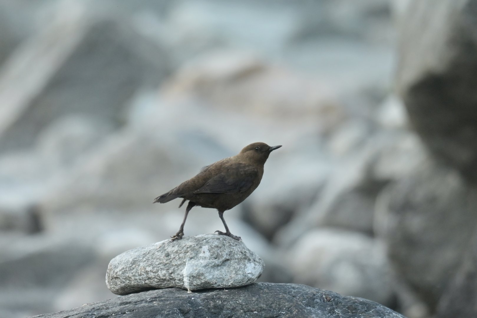 Pallas dipper Conclus pallasi