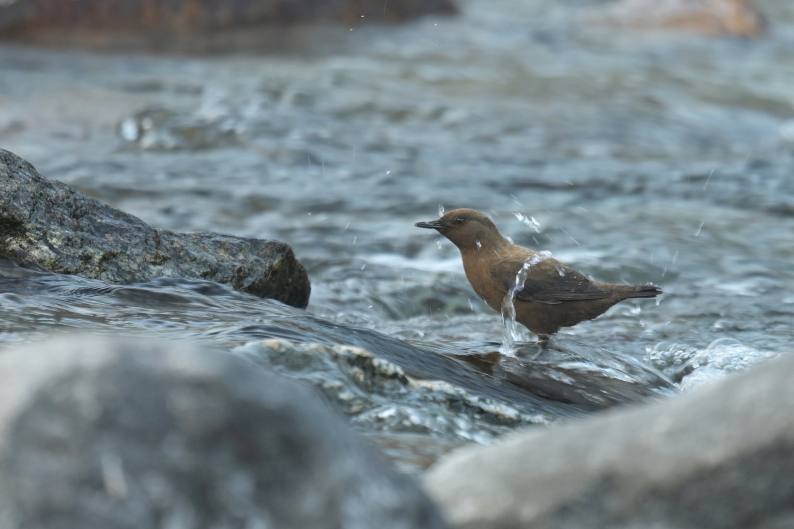 Pallas dipper Conclus pallasi