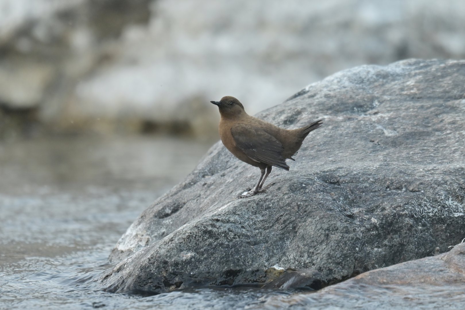 Pallas dipper Conclus pallasi