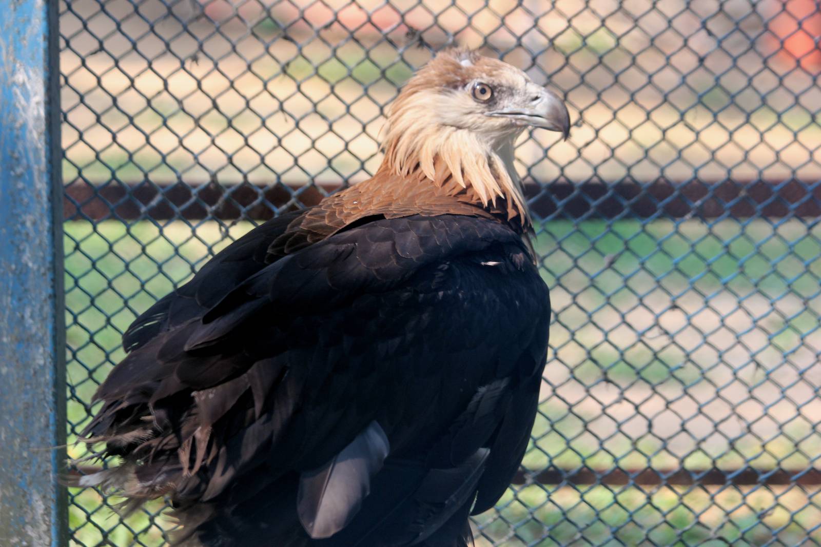 Pallas' Fishing Eagle
