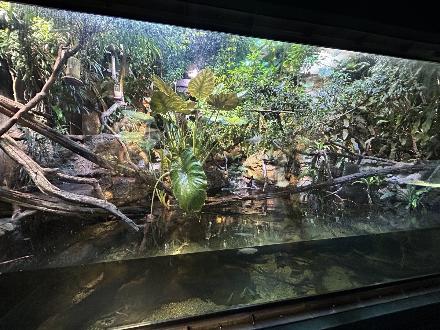 Pallas’ Long-tailed Bat (and others) Exhibit - Aquarium-Terrarium