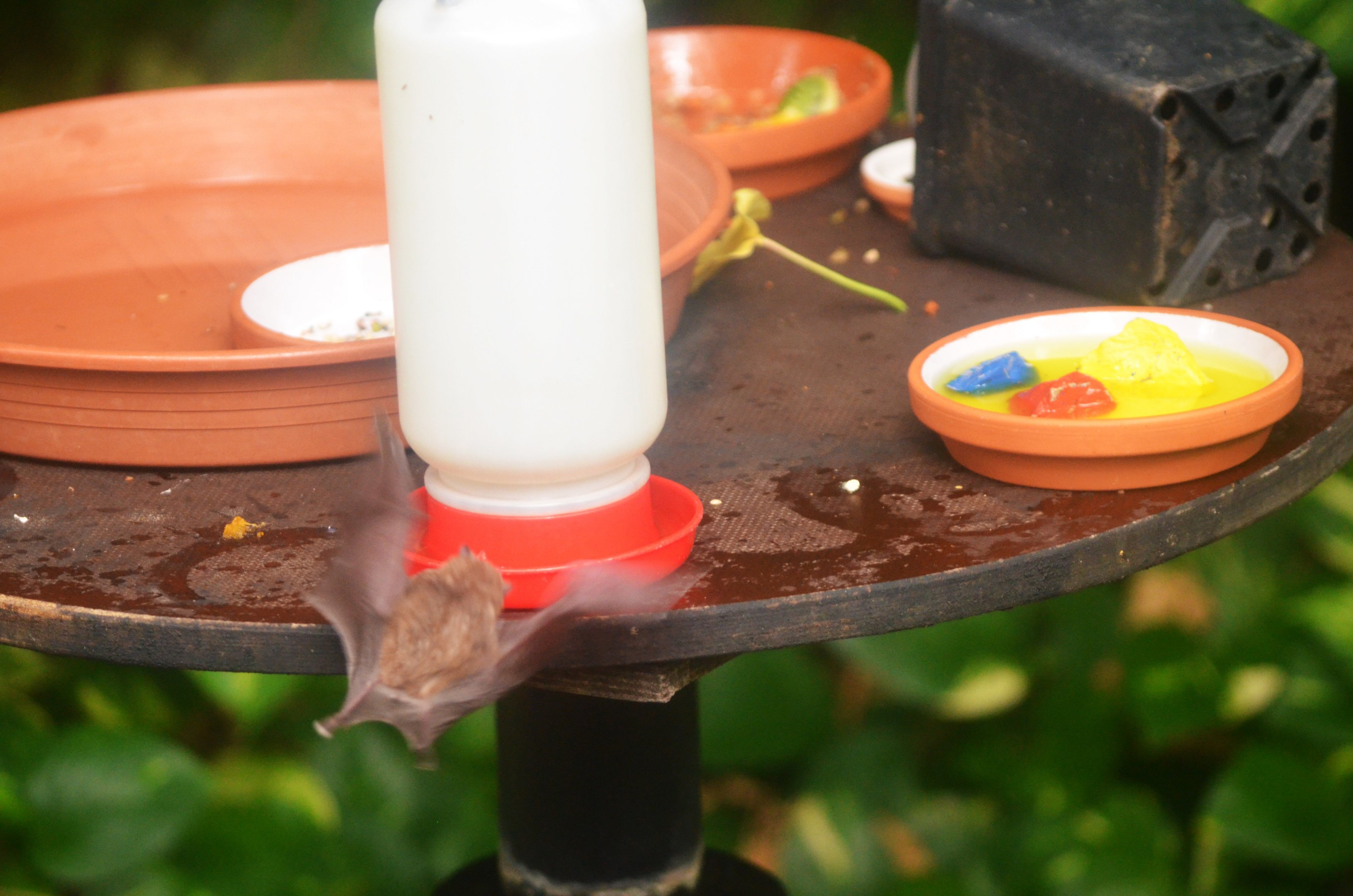 Pallas' Long-tongued Bat at Nuremberg, 08/09/19