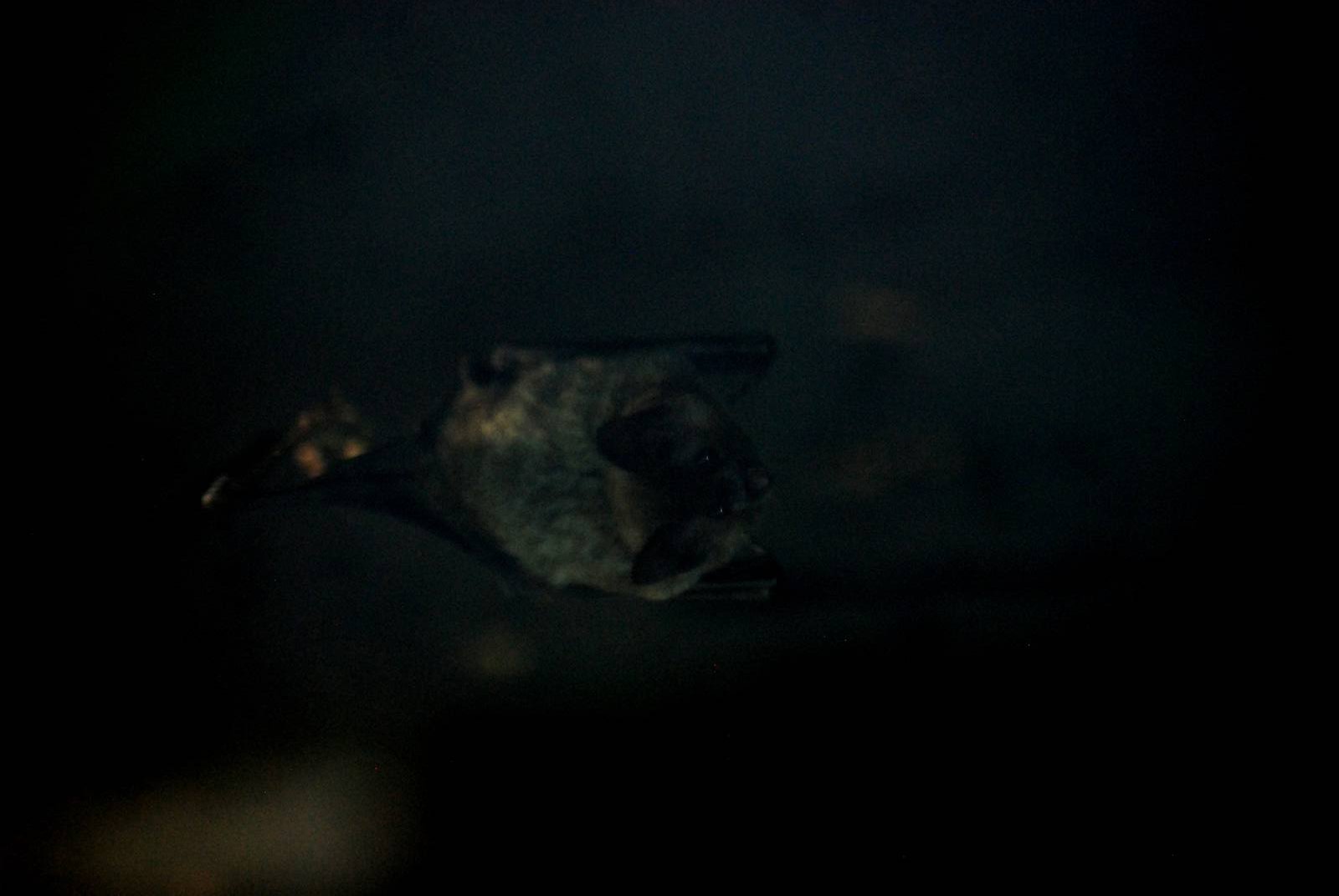 Pallas' Long-tongued Bat at Vienna, 14/06/13