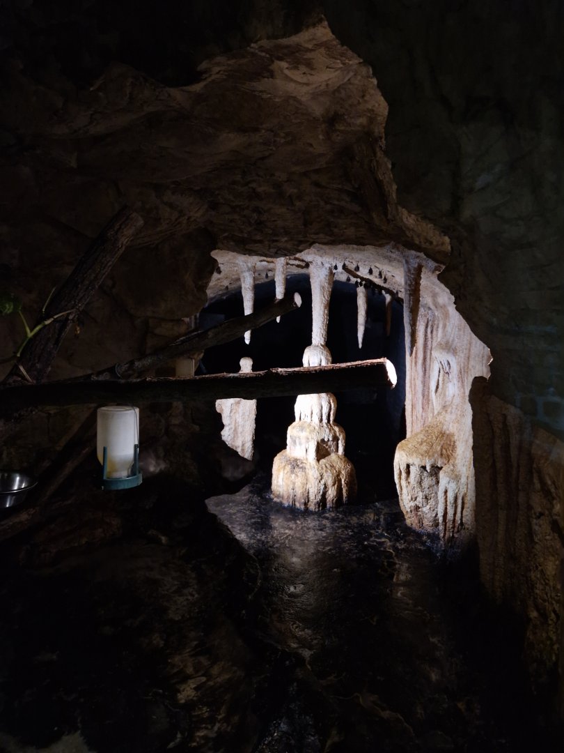 Pallas' long-tongued bat enclosure
