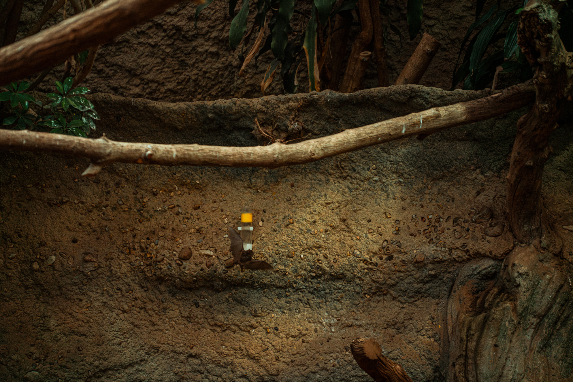 Pallas' long-tongued bat (free flying)