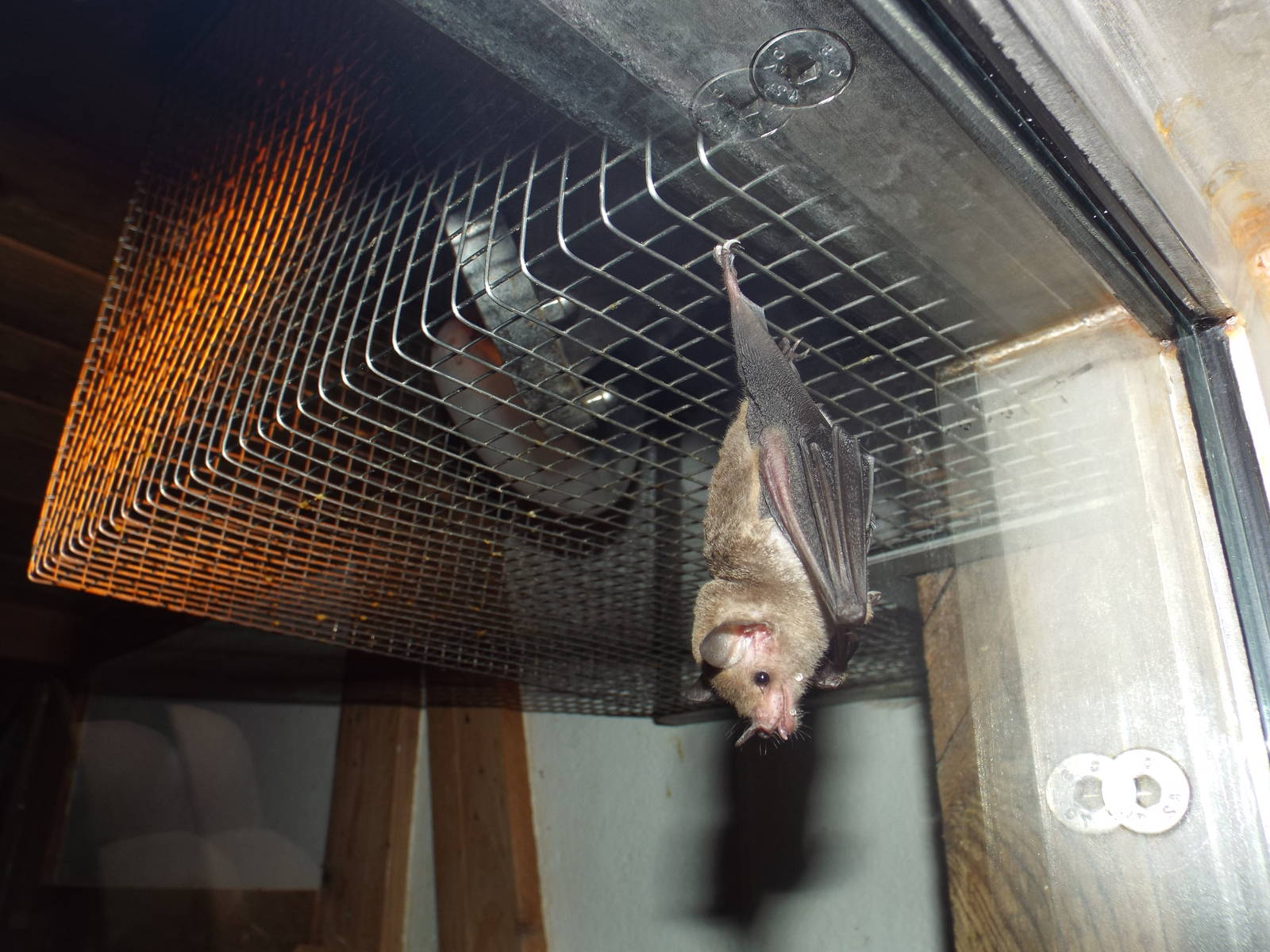 Pallas' Long-tongued Bat (Glossophaga soricina) at Zoo Berlin - April 4th 2