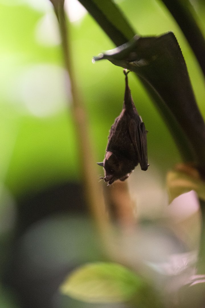 Pallas' long-tongued bat (Glossophaga soricina)