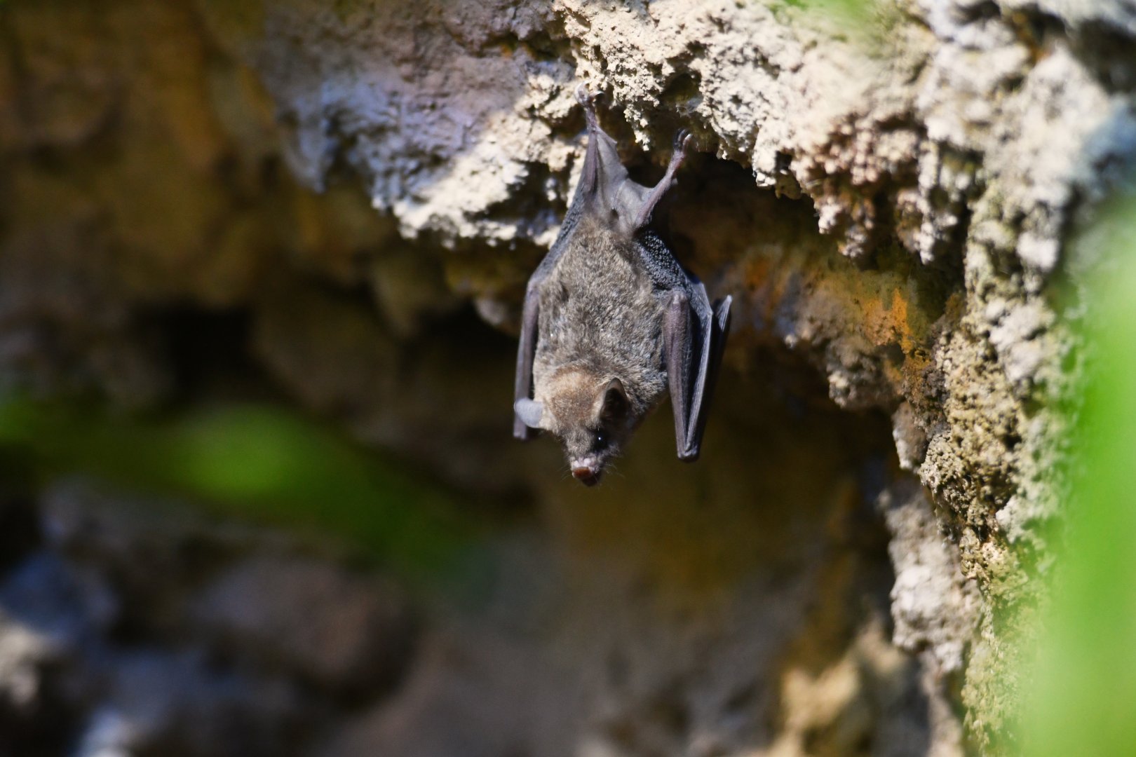 Pallas' long-tongued bat Glossophaga soricina