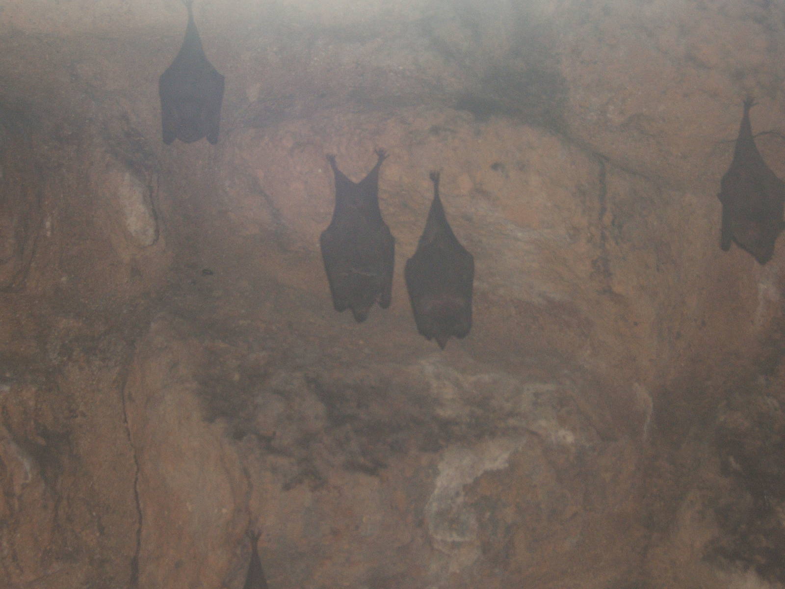 Pallas` Long-tongued Bat (Glossphaga soricina)