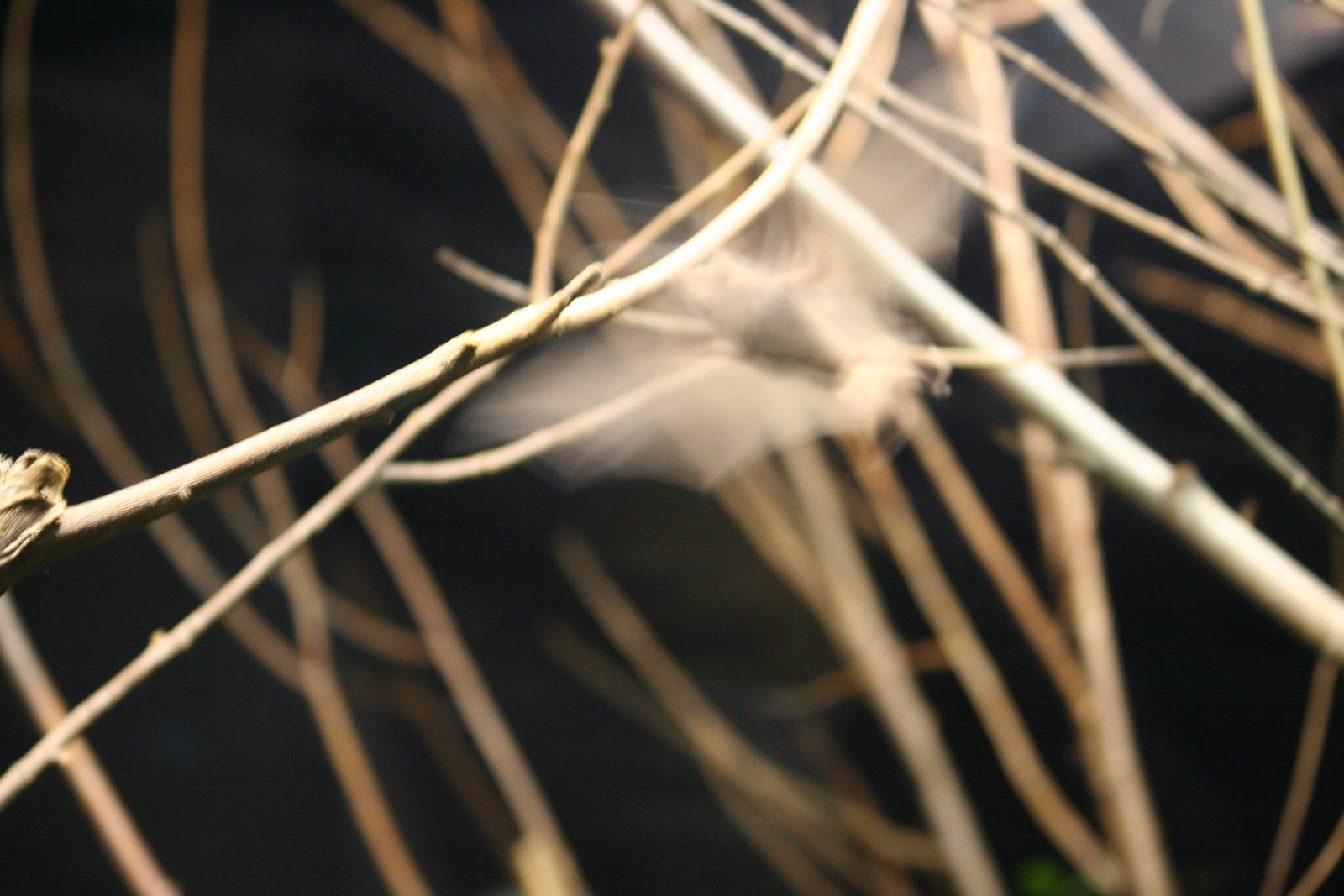 Pallas' long-tongued bat