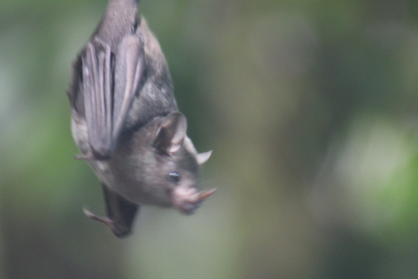 Pallas' Long-tongued Bat