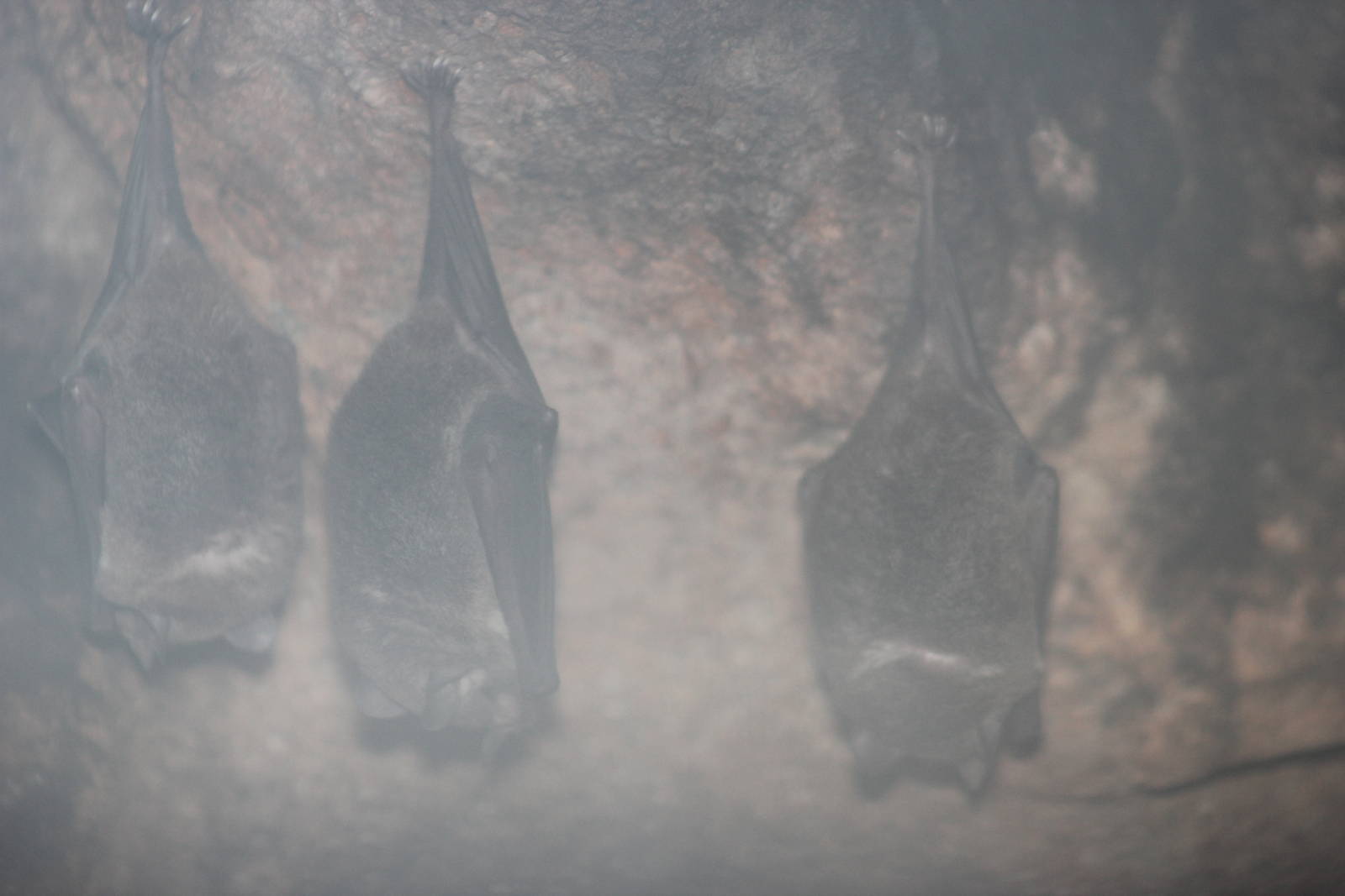 Pallas' long-tongued bats or Southern long-nosed bats?