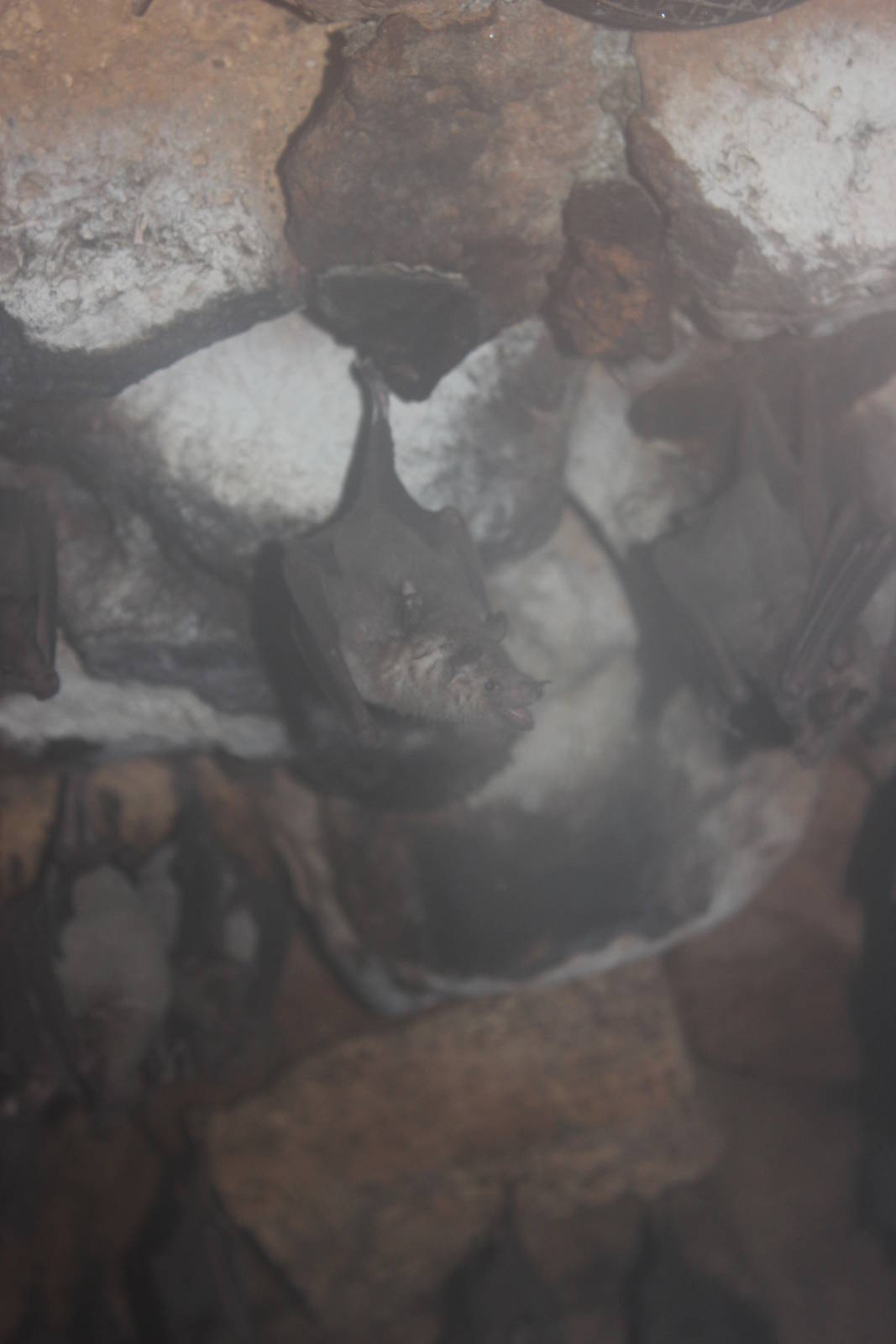 Pallas' long-tongued bats or Southern long-nosed bats?