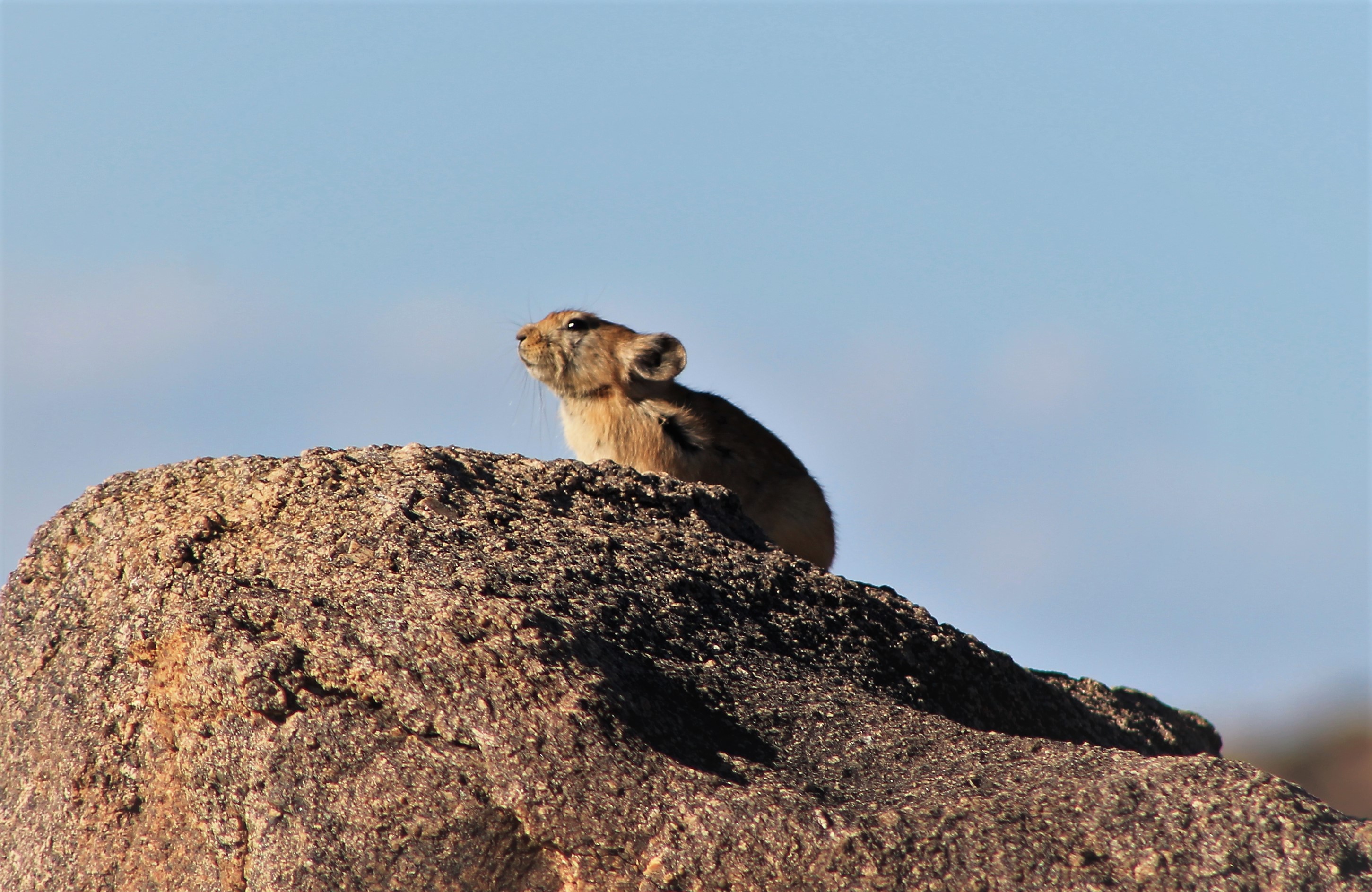 Pallas' Pika (Ochotona pallasii)