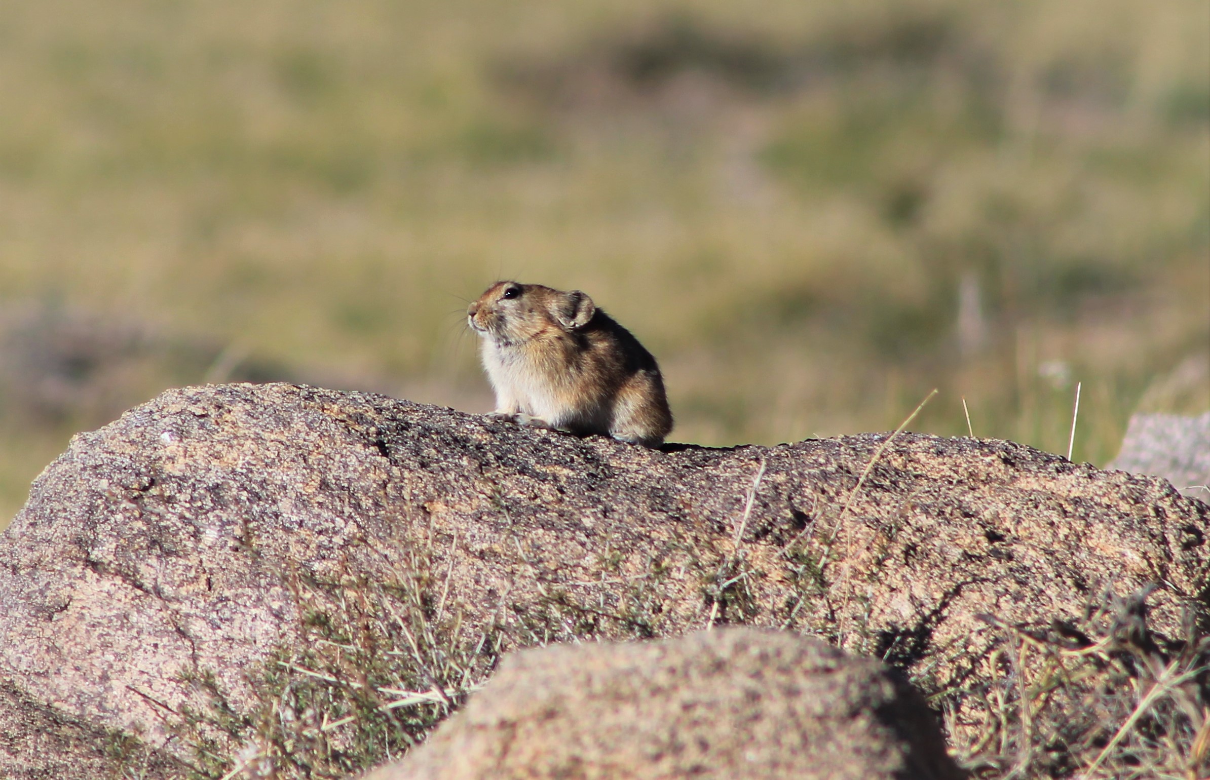 Pallas' Pika (Ochotona pallasii)