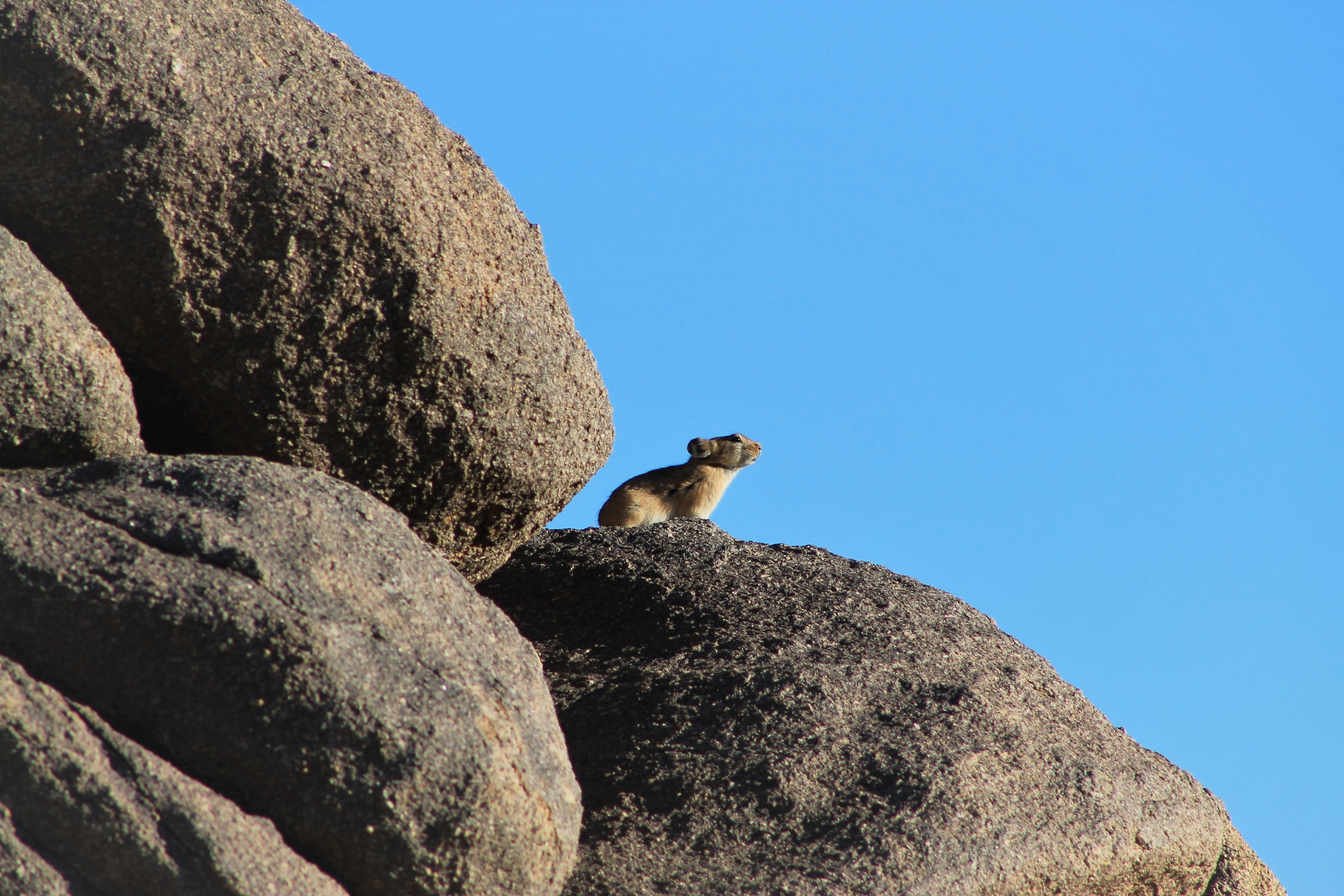 Pallas' Pika (Ochotona pallasii)