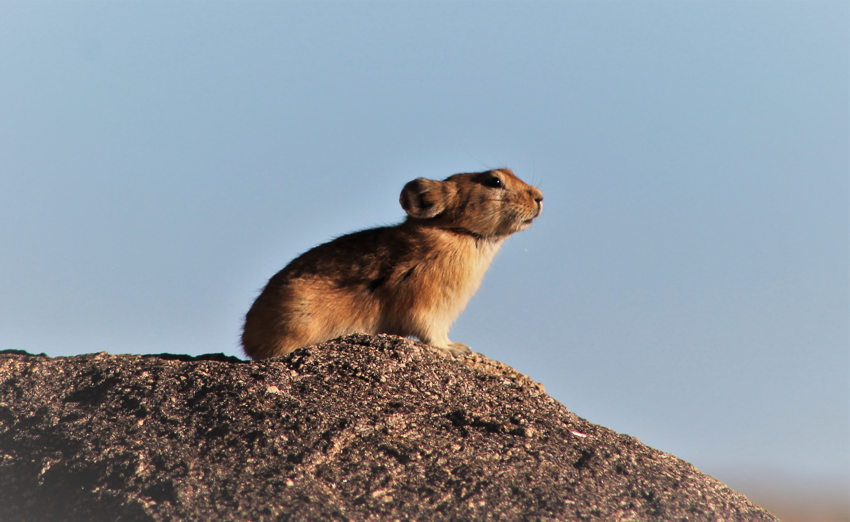Pallas' Pika (Ochotona pallasii)