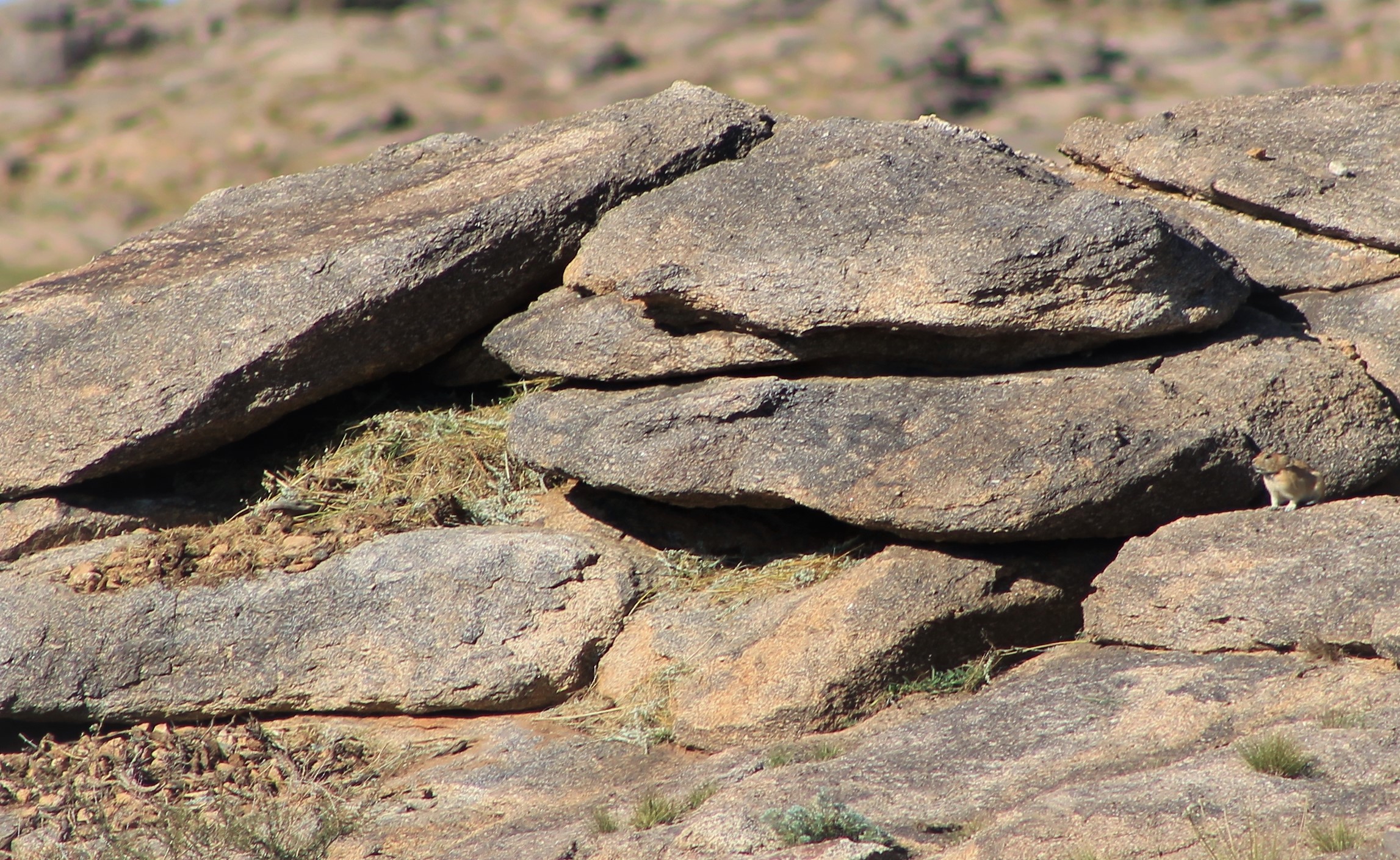 Pallas' Pika (Ochotona pallasii)