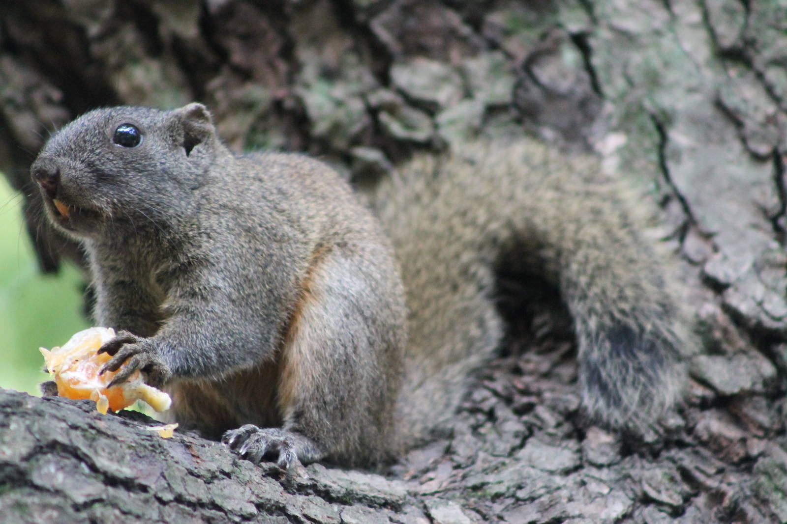 Pallas (red-bellied) squirrel (Callosciurus erythraeus)