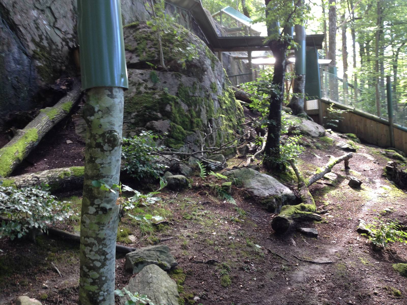 Pallas?s cat exhibit #1