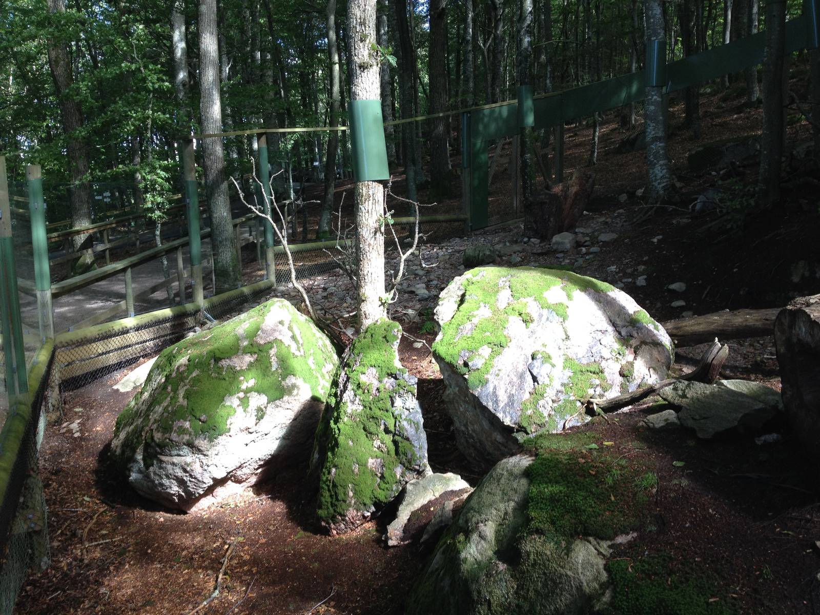 Pallas?s cat exhibit #1