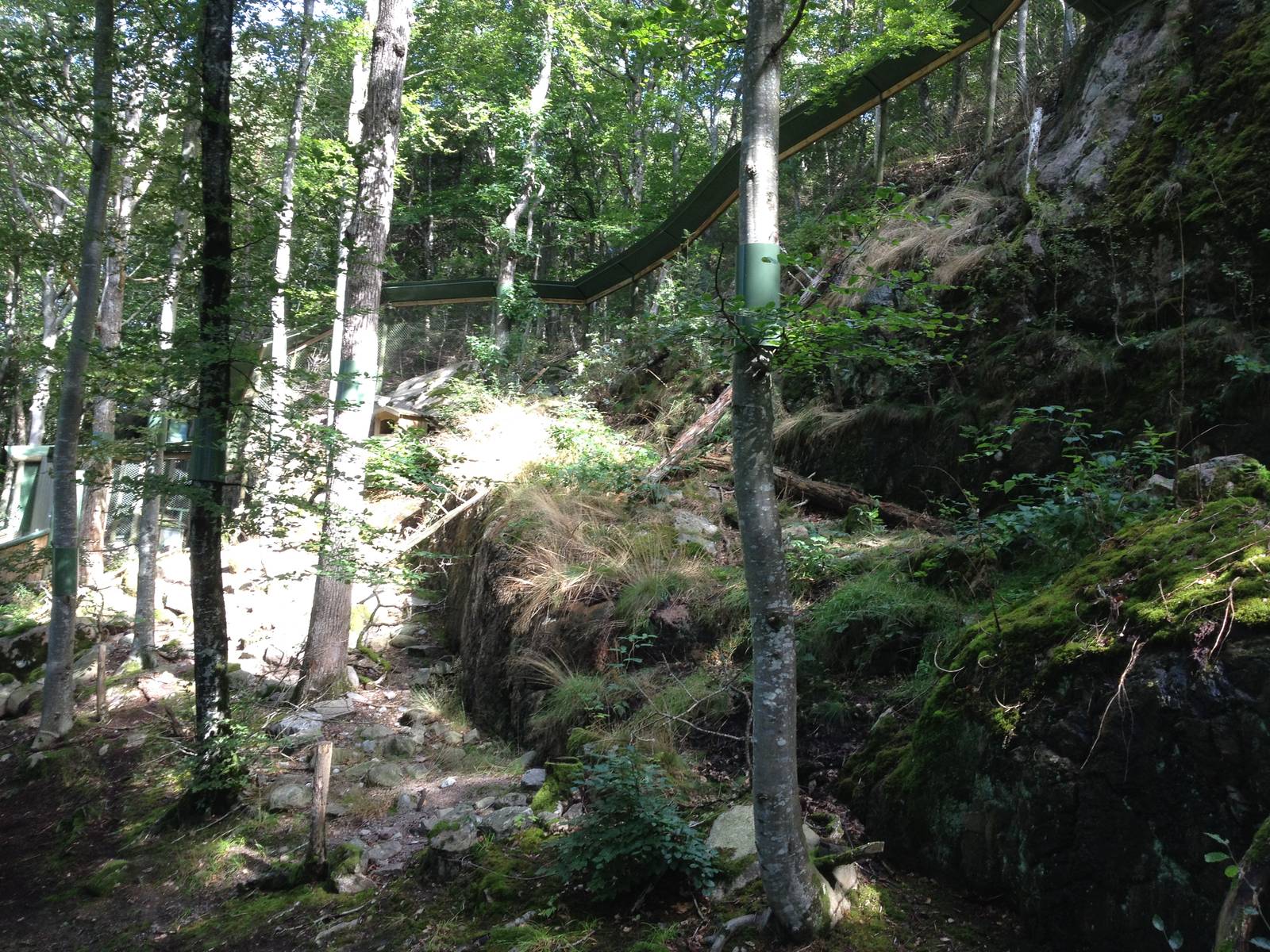 Pallas?s cat exhibit #2