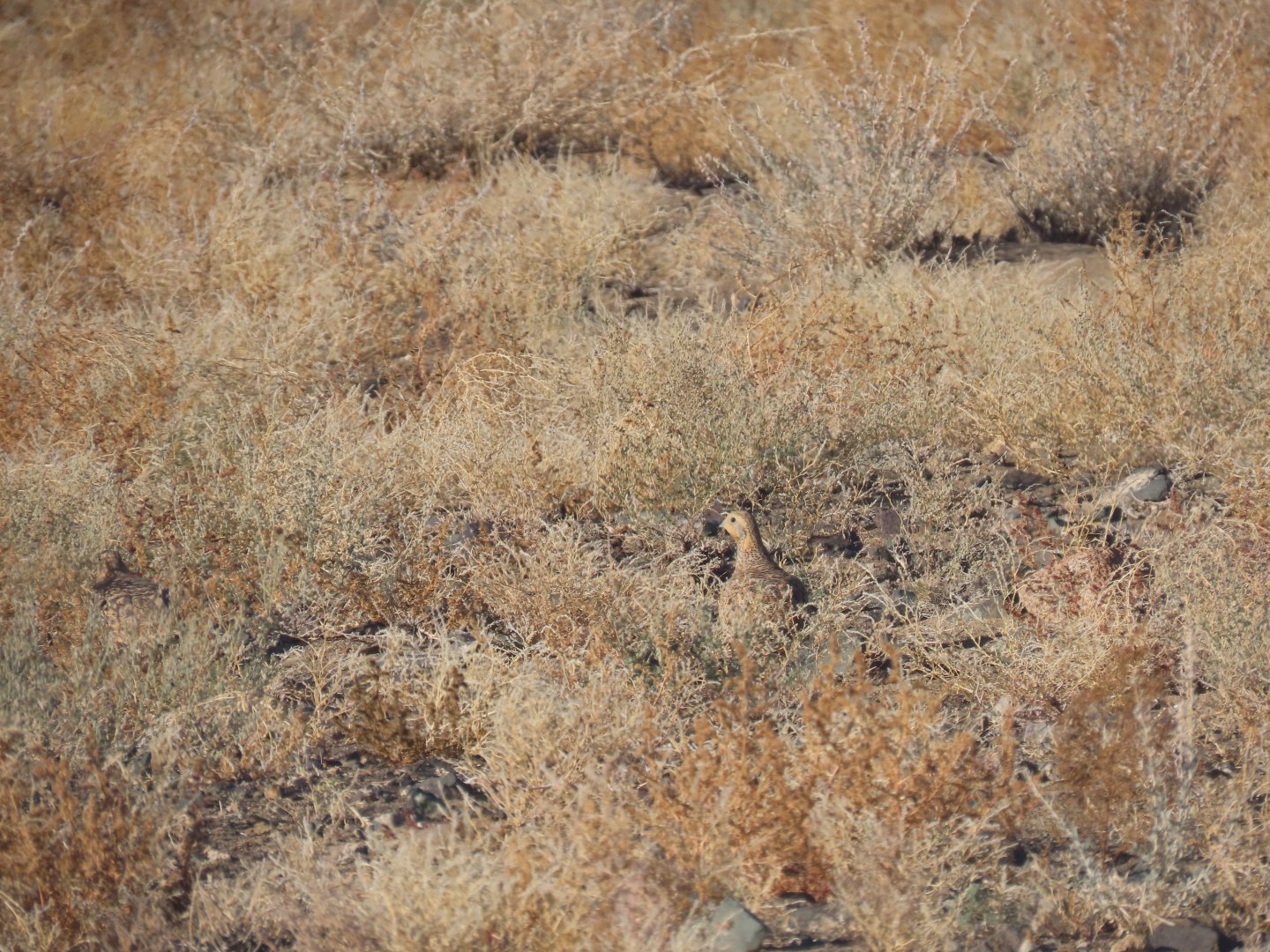 pallas sandgrouse close to jargalant mountain