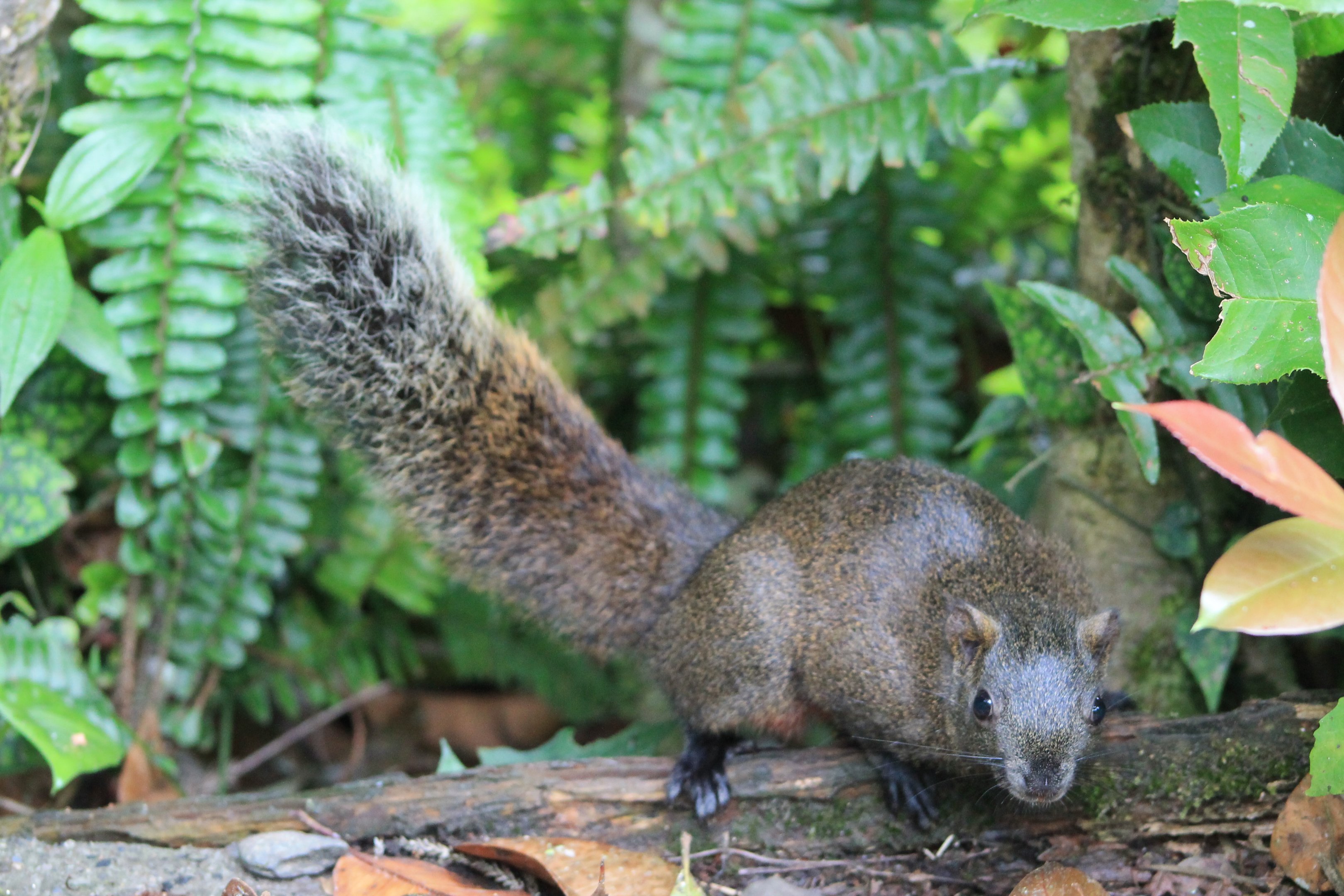 Pallas' Squirrel (Callosciurus erythraeus thaiwanensis)