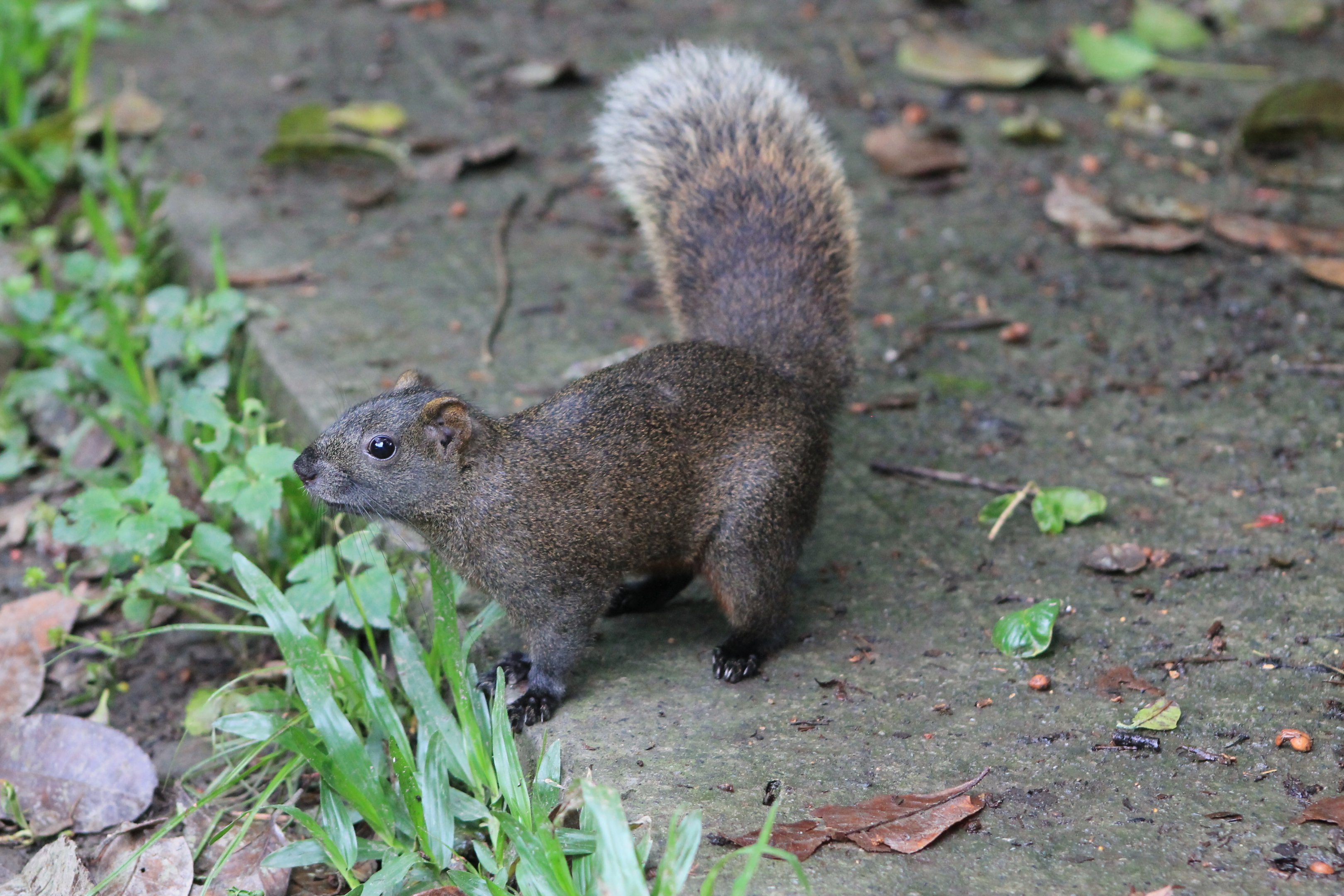 Pallas' Squirrel (Callosciurus erythraeus thaiwanensis)