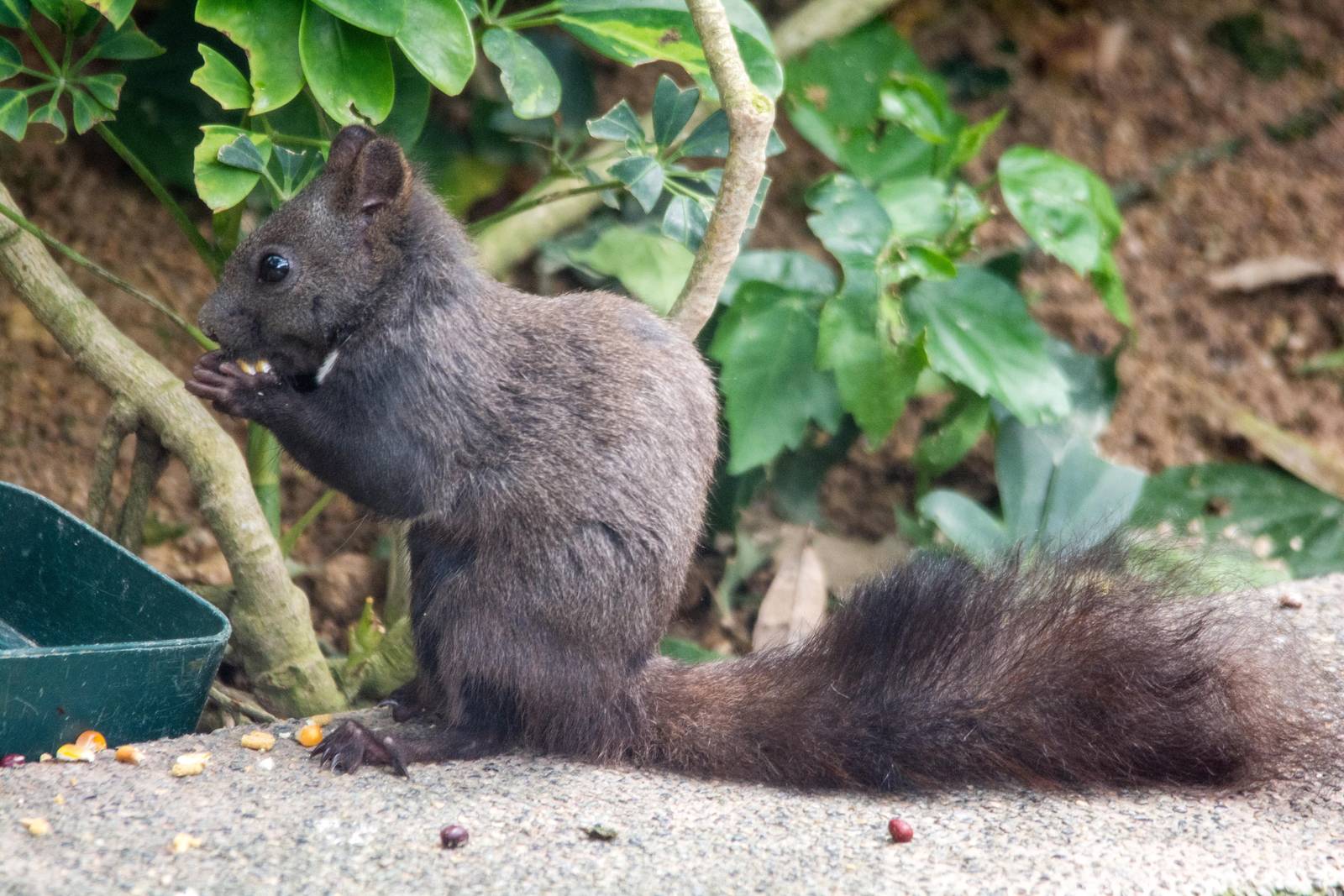 Pallas Squirrel - Callosciurus erythraeus
