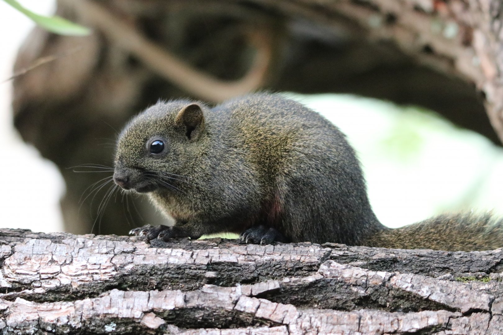 Pallas' Squirrel (Callosciurus erythraeus)