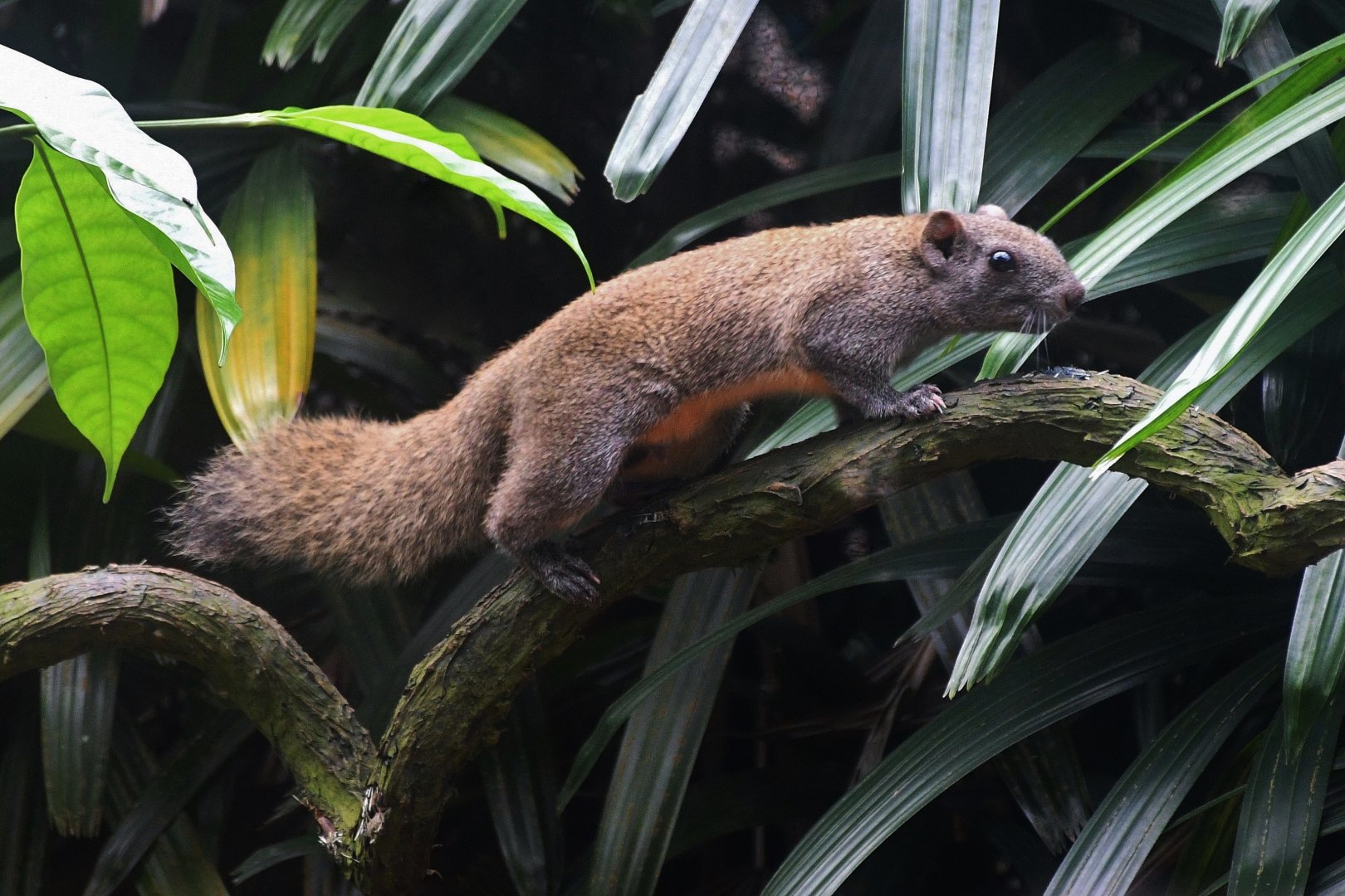Pallas' Squirrel (Callosciurus erythraeus)