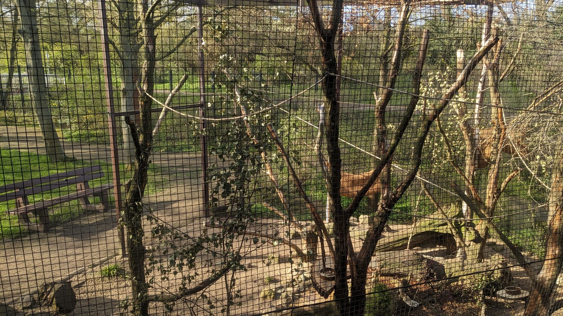 Pallas' Squirrel, Swinhoe's Striped Squirrel and Temnick's Tragopan Enclosure