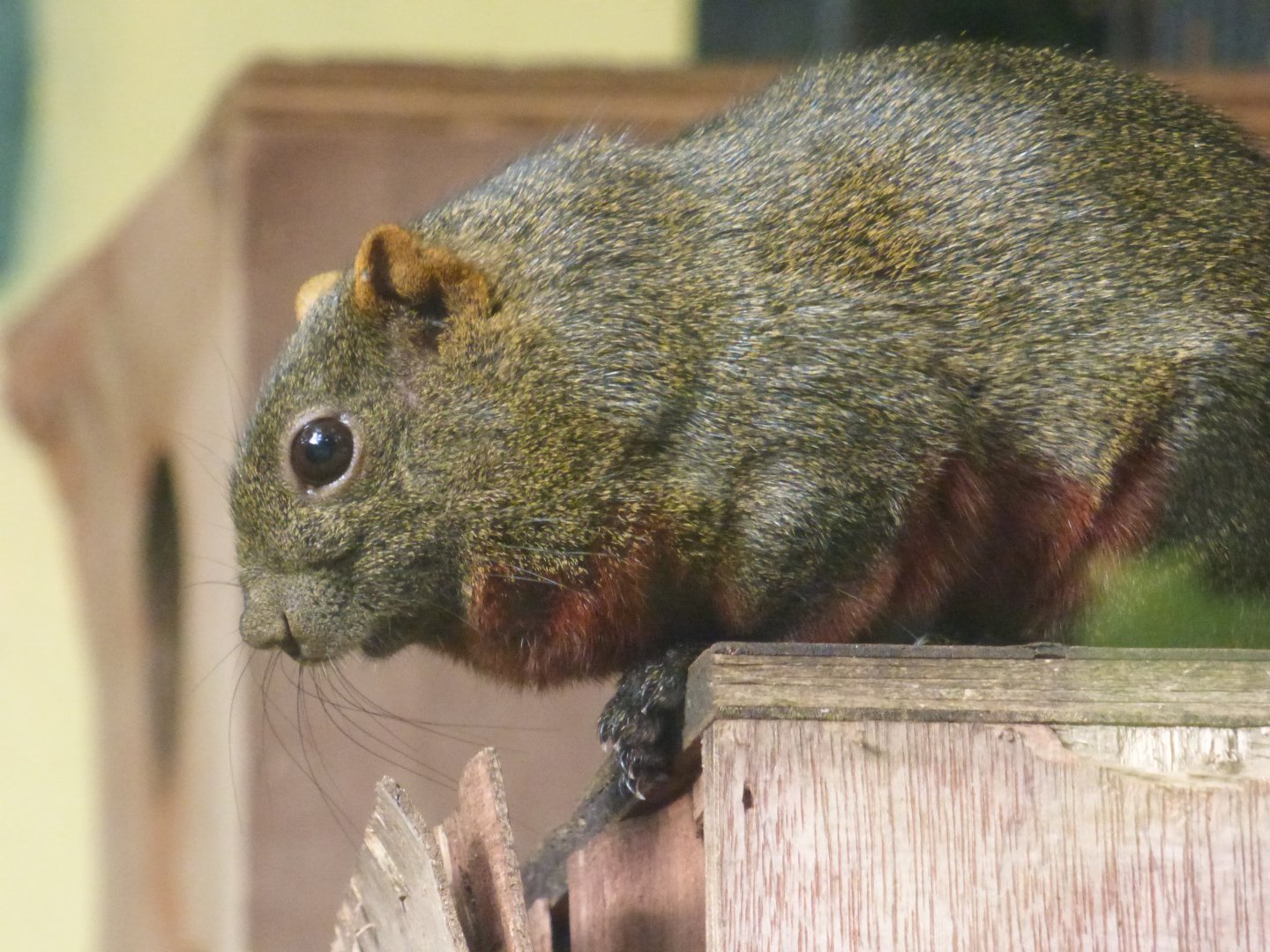 Pallas Squirrel